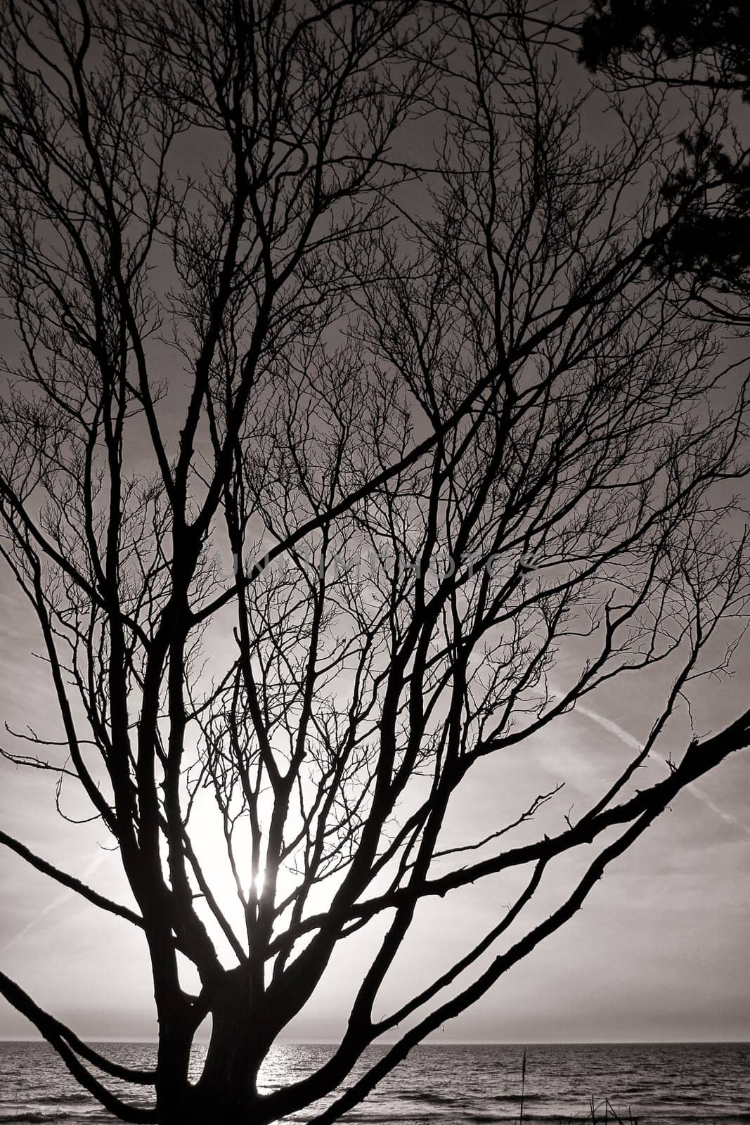 Silhouetted tree, west beach Fischland-Darß, germany