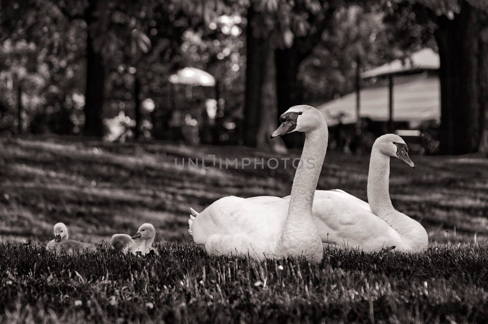 Mute swans with offspring, adult birds with chicks
