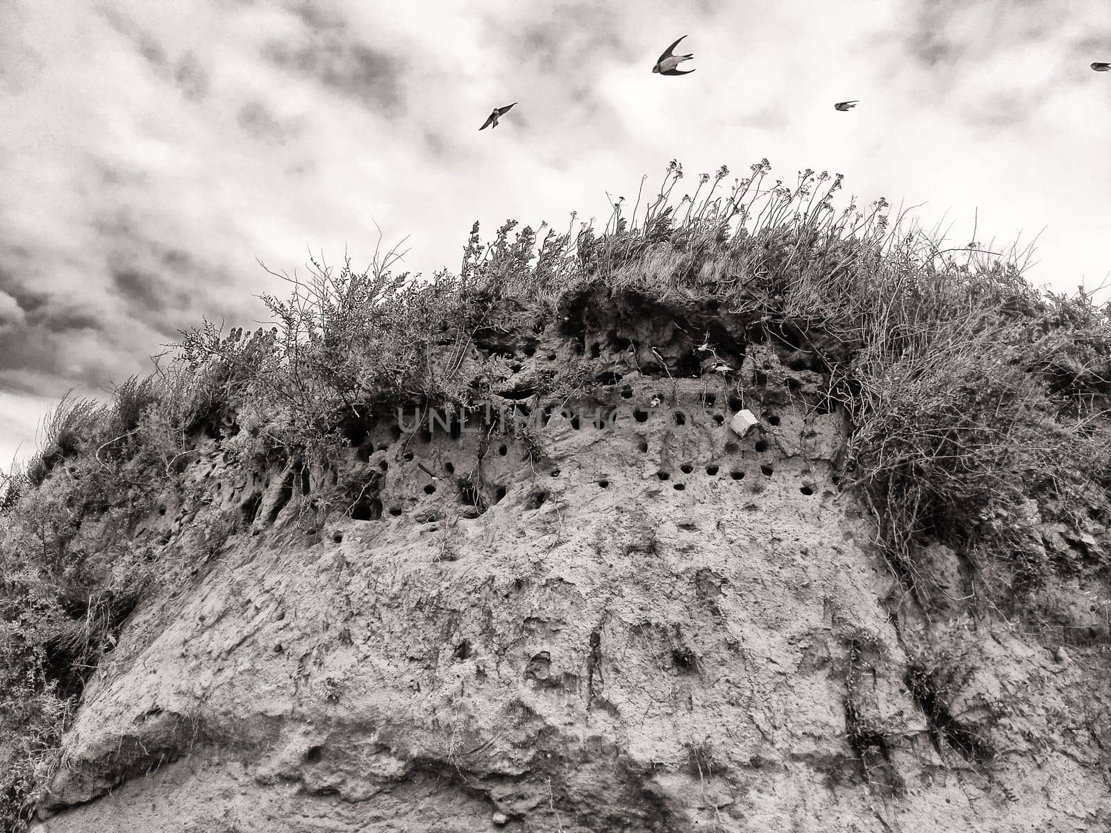 Arctic terns on the Baltic Sea coast, Ruegen island