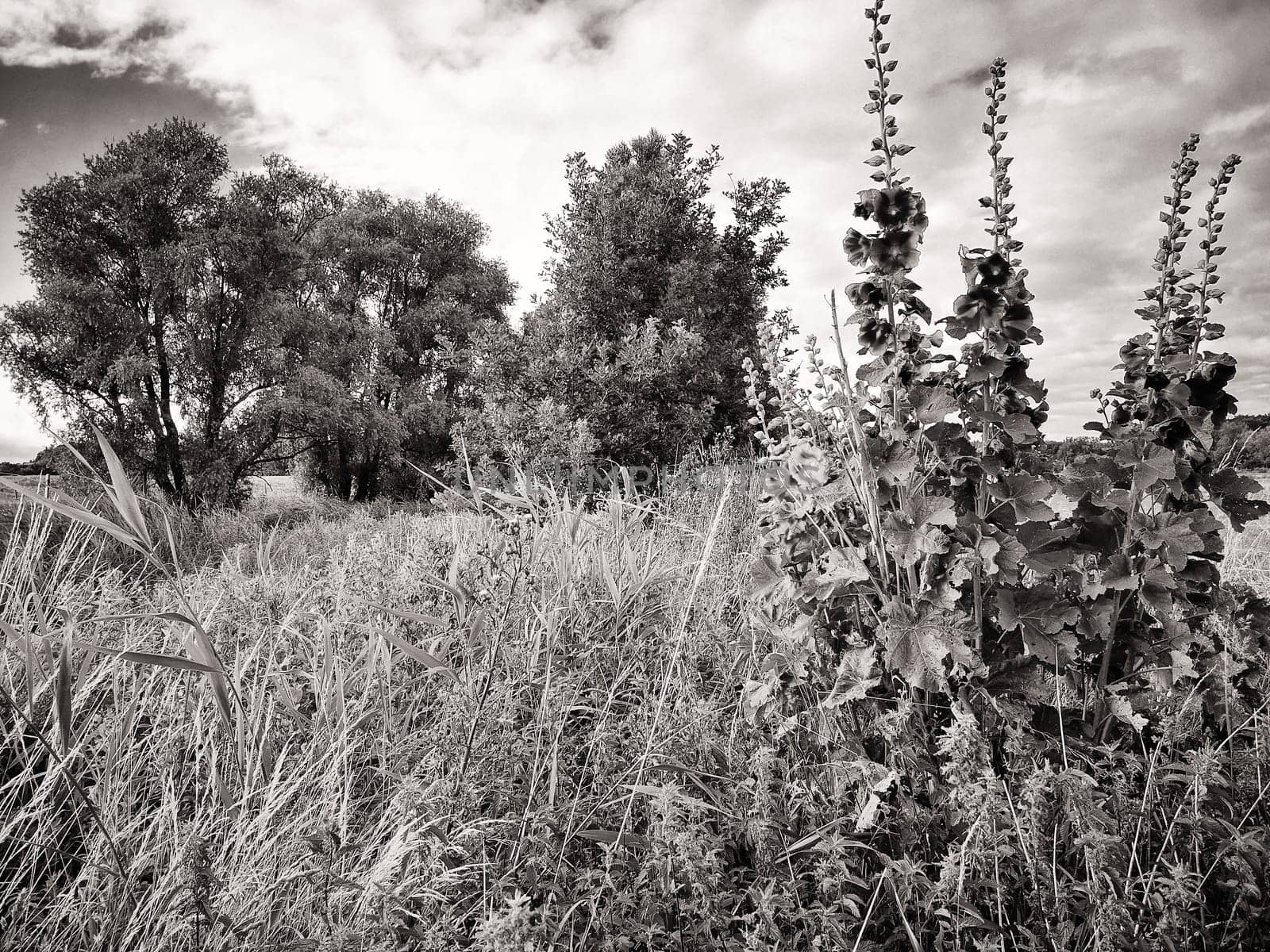 Hollyhocks, Mönchgut, Ruegen Island