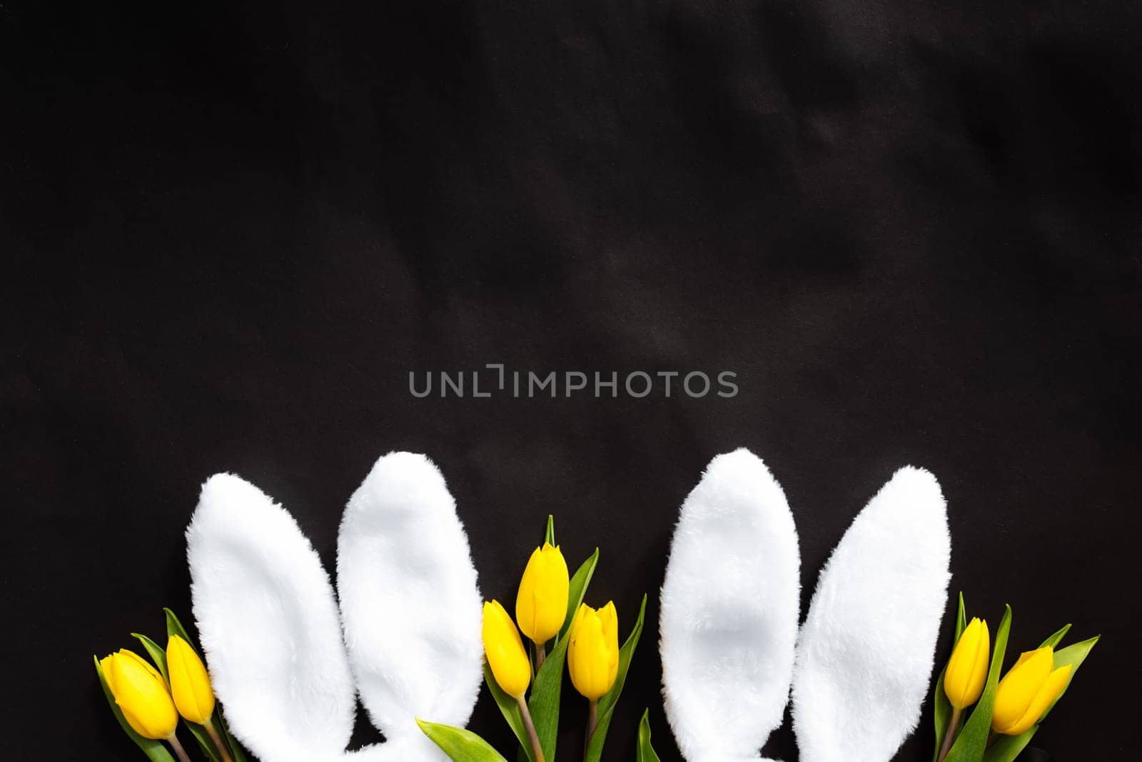 Easter concept. Flat lay with white fluffy rabbit ears, yellow tulips on a black background. High quality photo