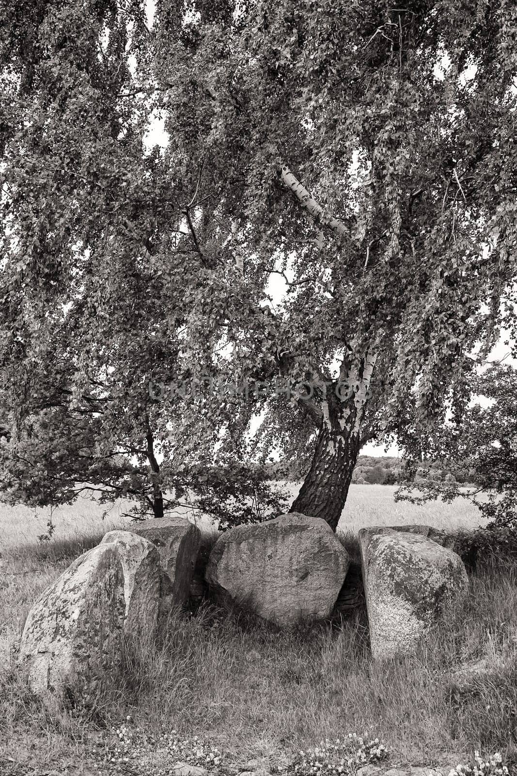 stone tomb under birch, island of Ruegen