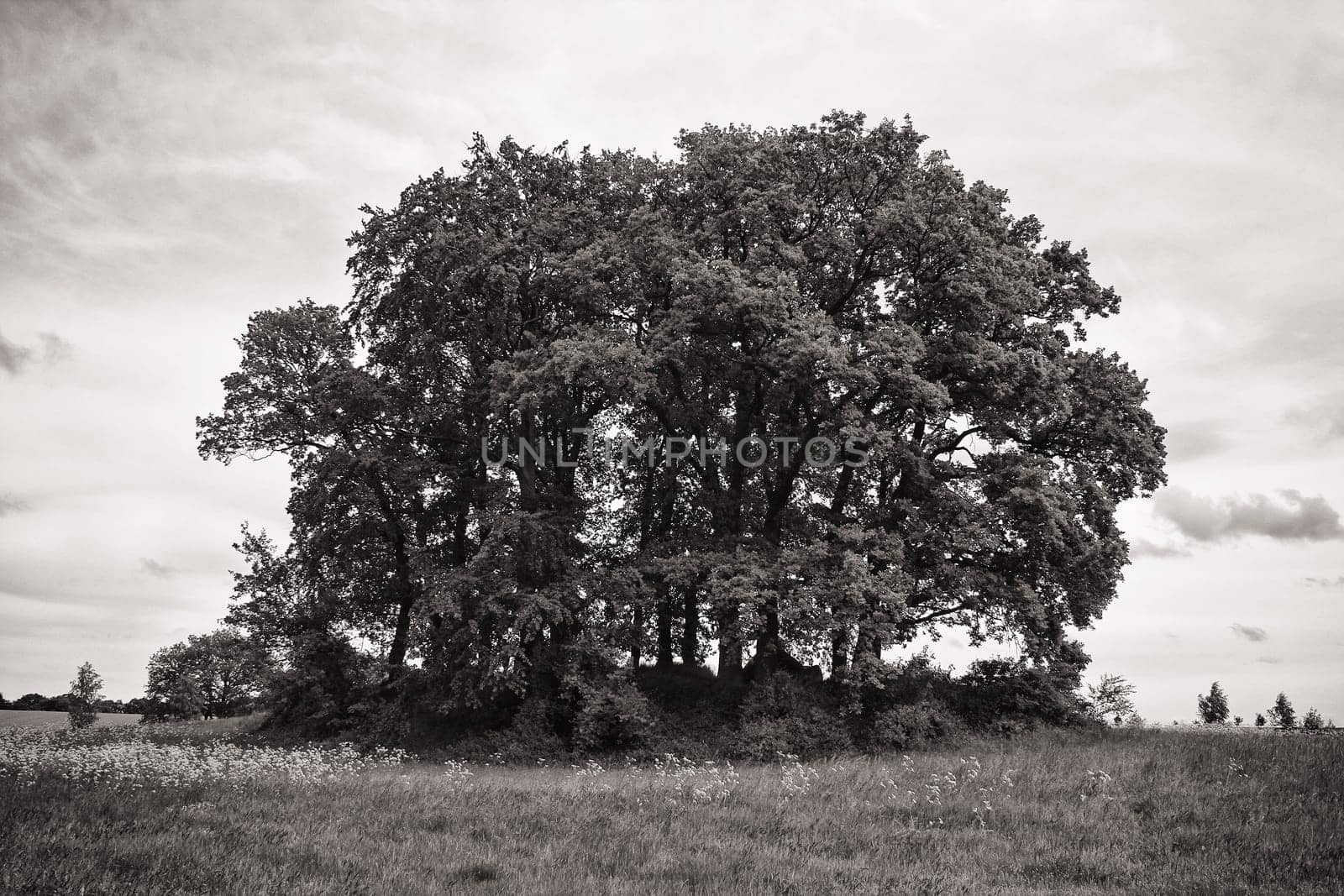 Rügen landscape with a tumulus, island of Rügen