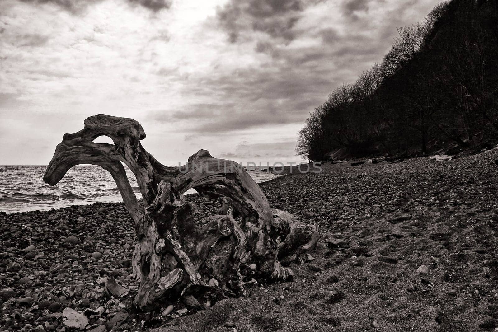 Chalk coast in the Jasmund National Park, Ruegen island