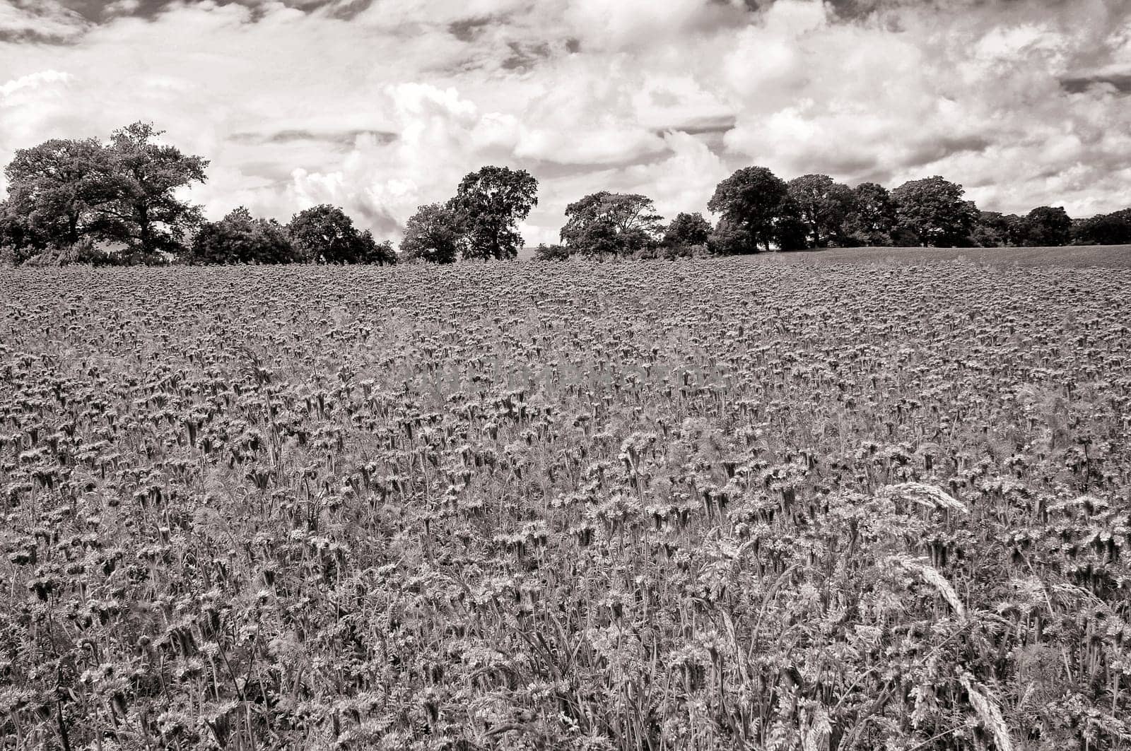 Phacelia field near Moritzdorf, Ruegen island
