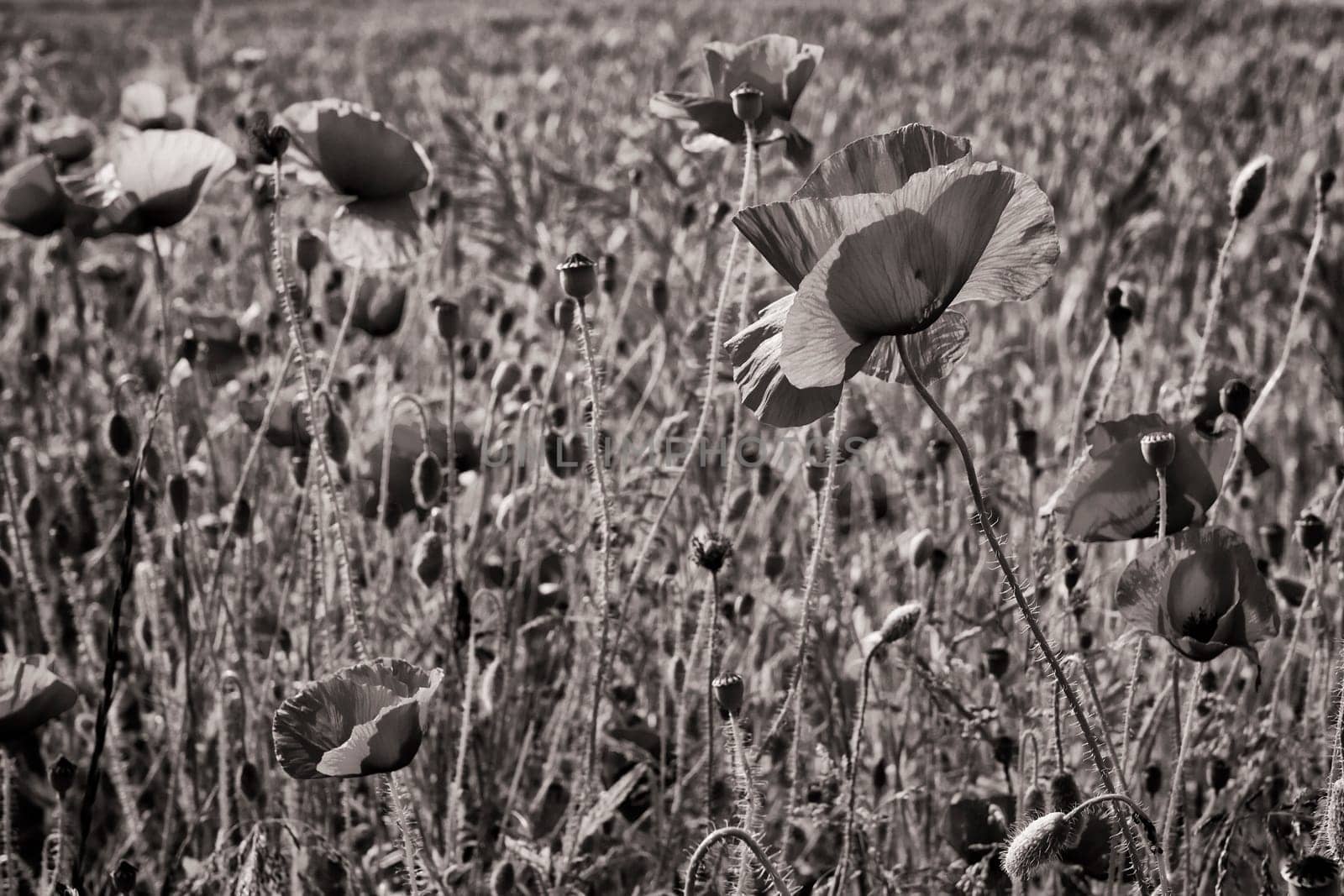 Poppies on the edge of the grain field, Ruegen island