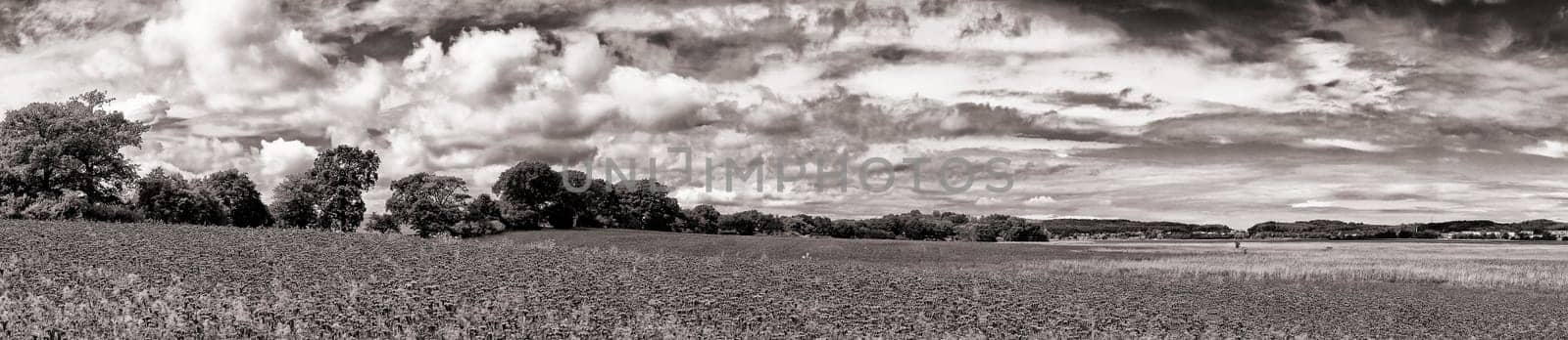 Phacelia field near Moritzdorf, Ruegen island