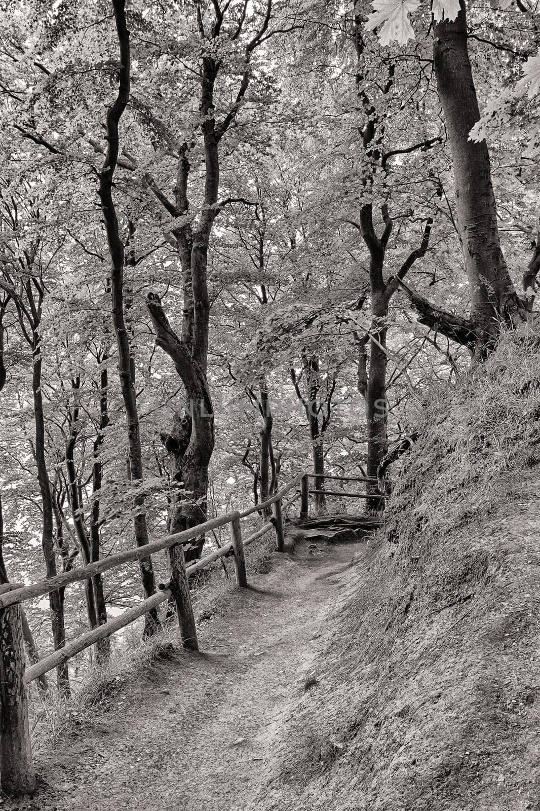 Chalk coast in the Jasmund National Park, Ruegen island