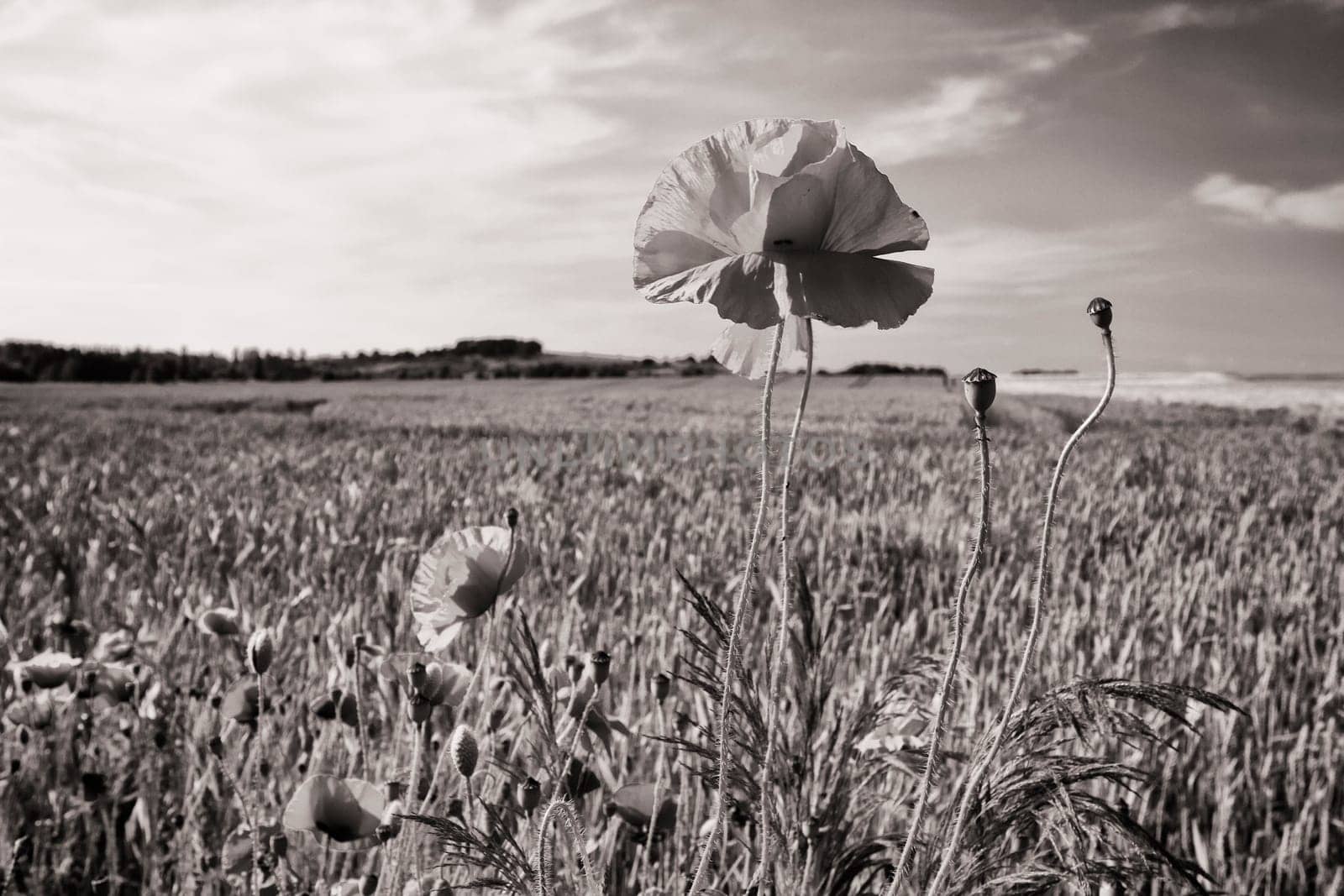 Poppies on the edge of the grain field, Ruegen island