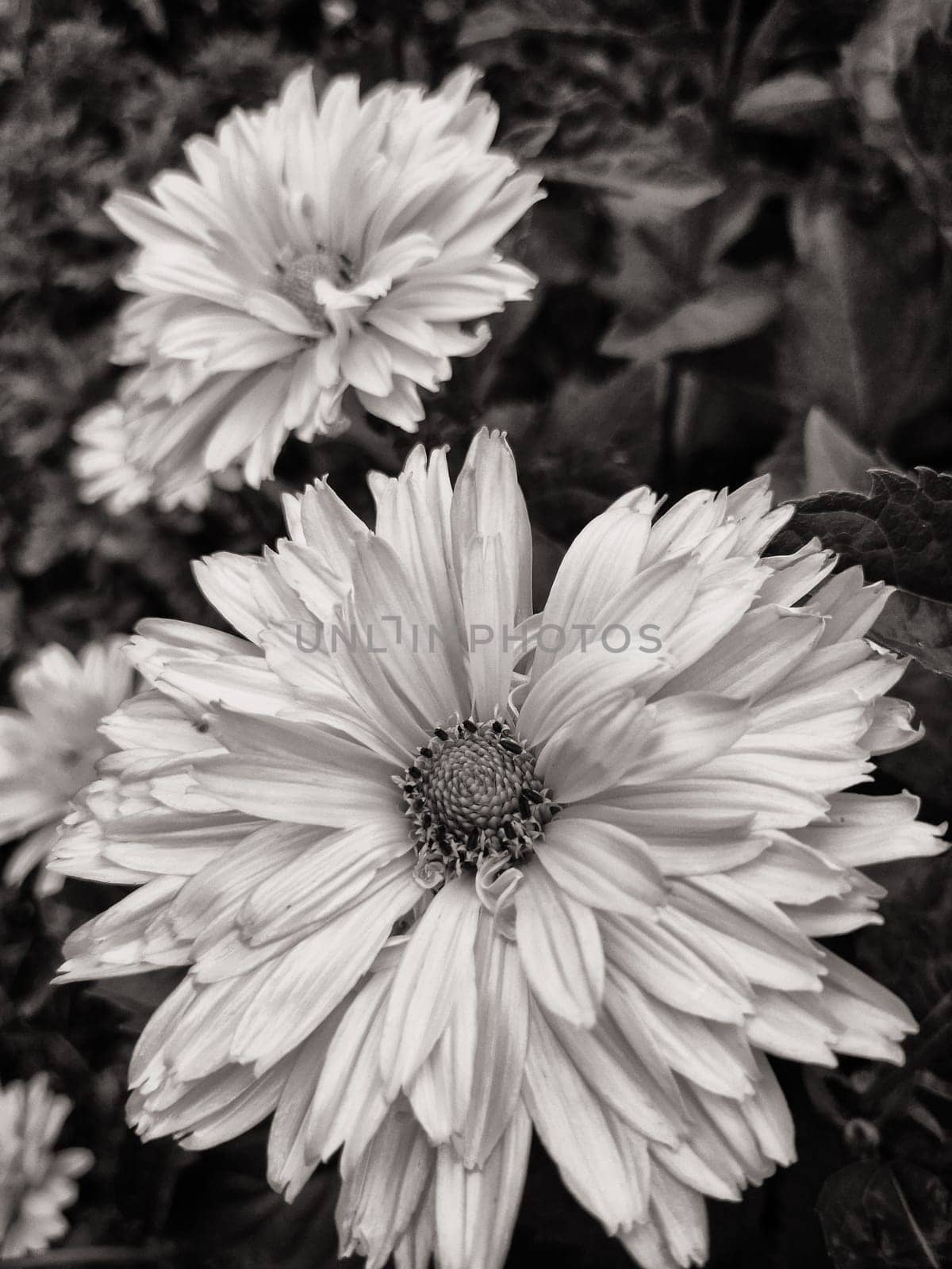 yellow sunflowers in summer