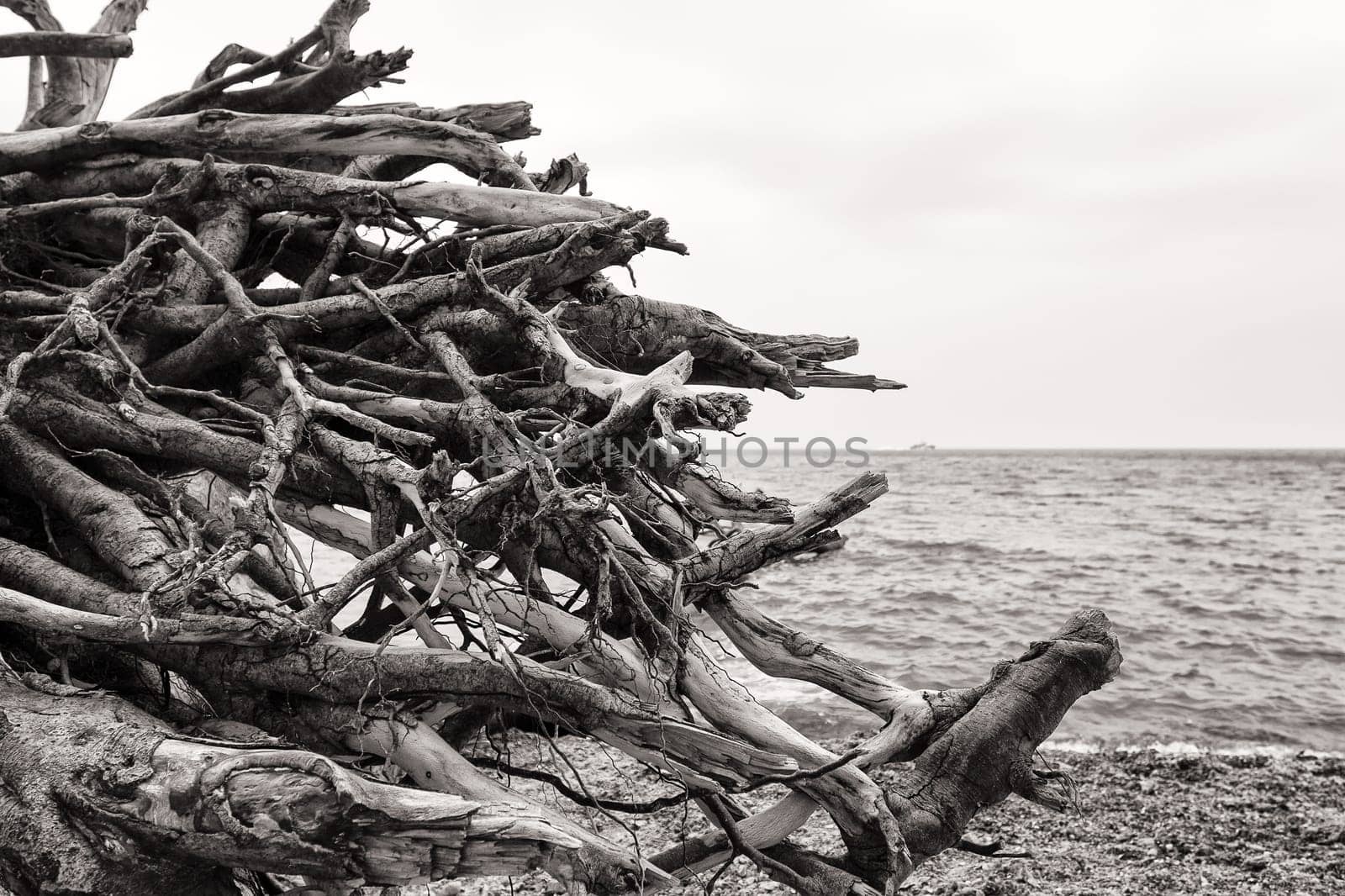 Chalk coast in the Jasmund National Park, Ruegen island