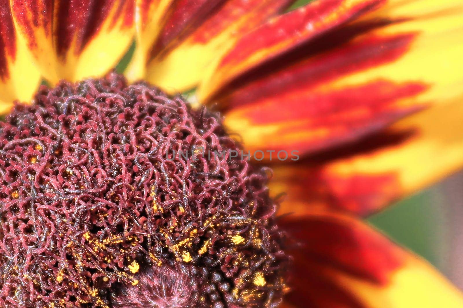 Macro of a black eyed susan flower in bloom from the edge.