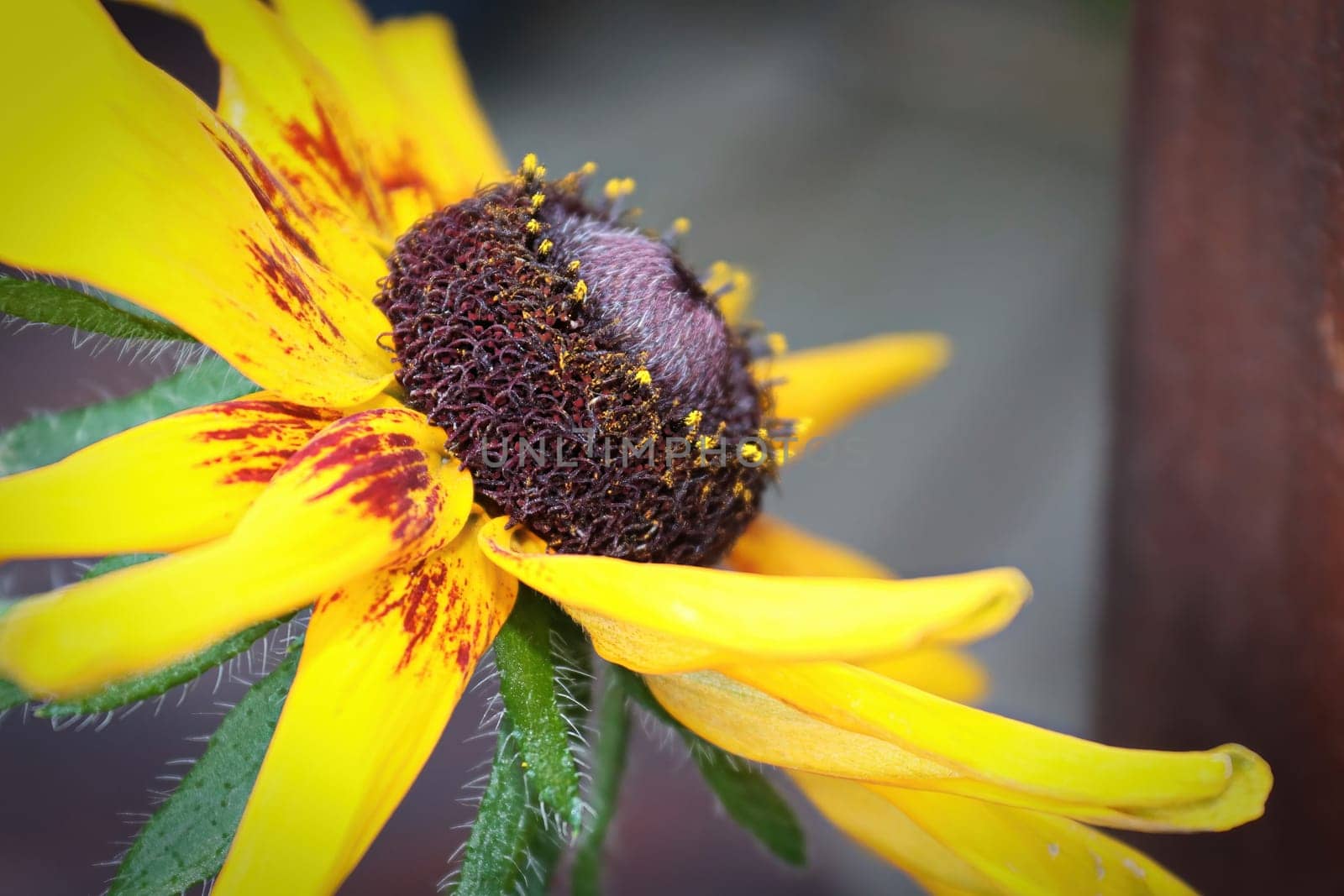 Side view of a Rudbeckia flower in bloom.
