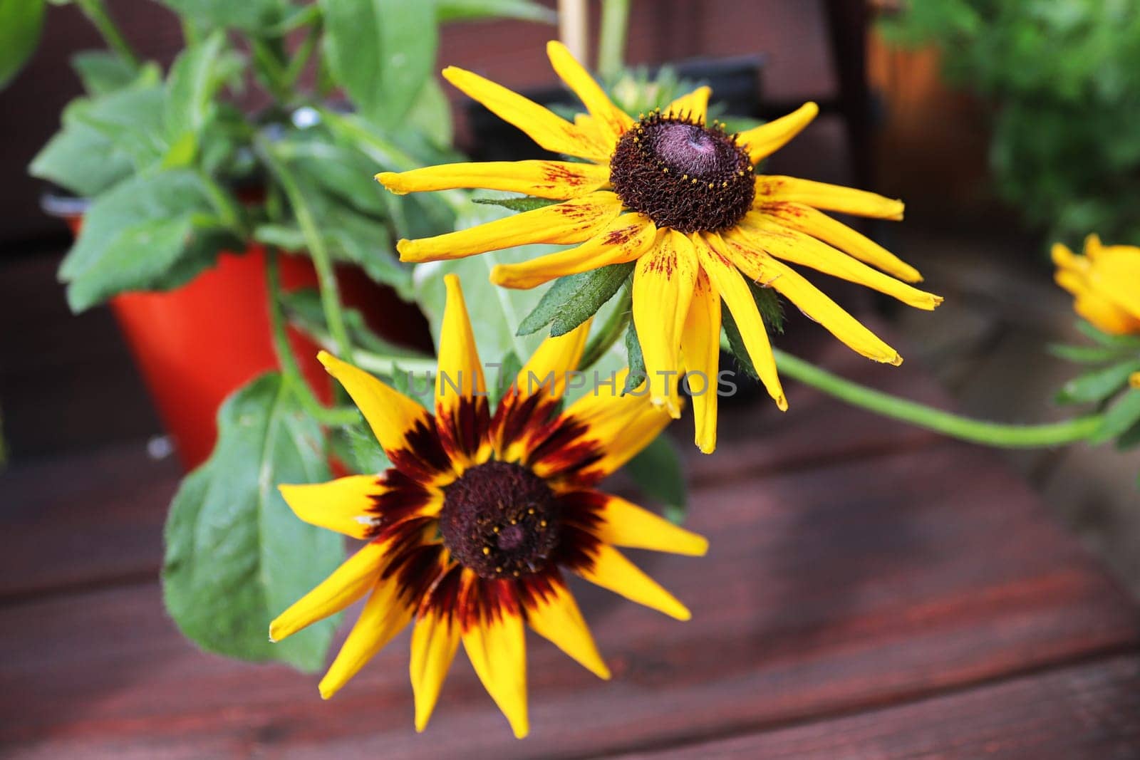 Closeup of black eyed susan flowers in bloom.