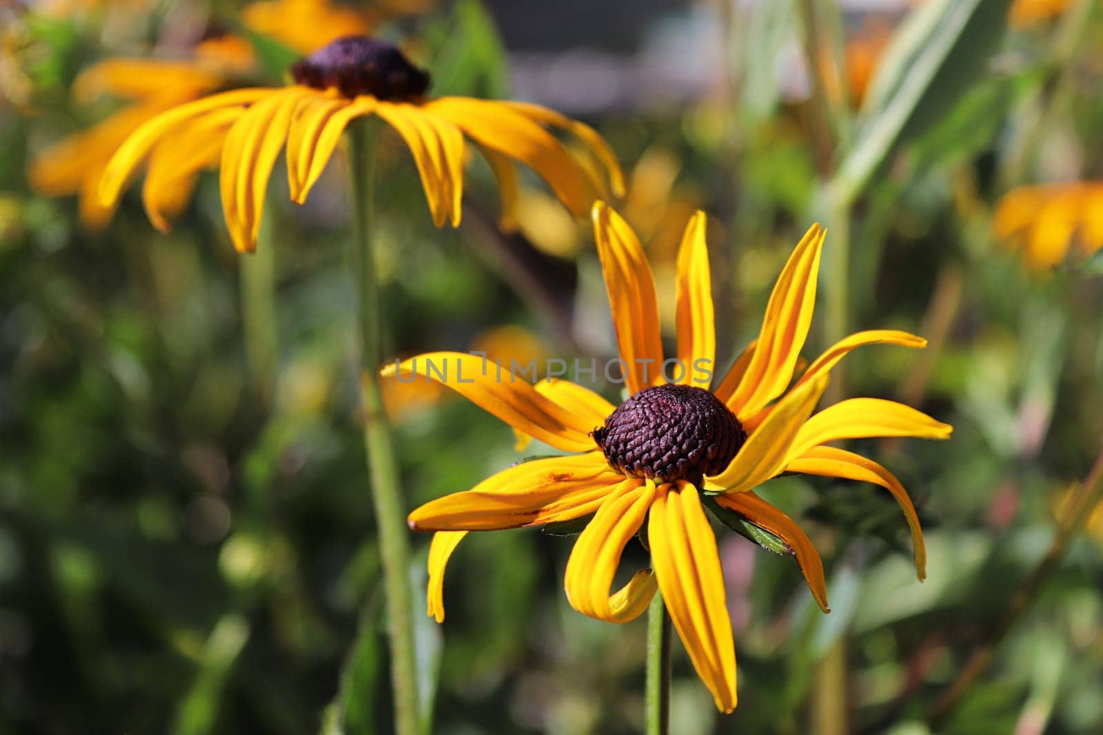 Closeup of black eyed susan flowers in bloom.