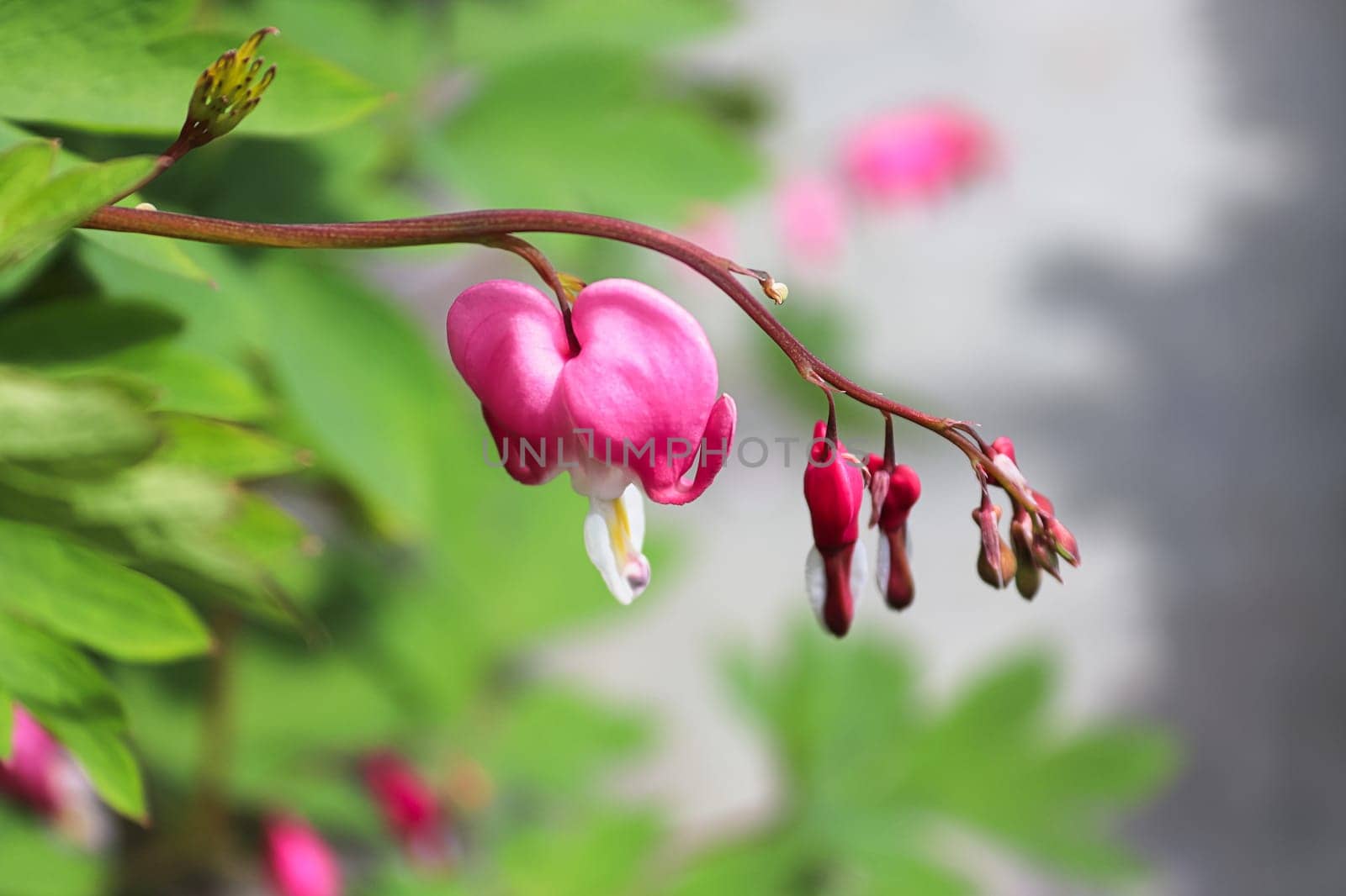 Closeup view of bleeding heart flowers blooming.