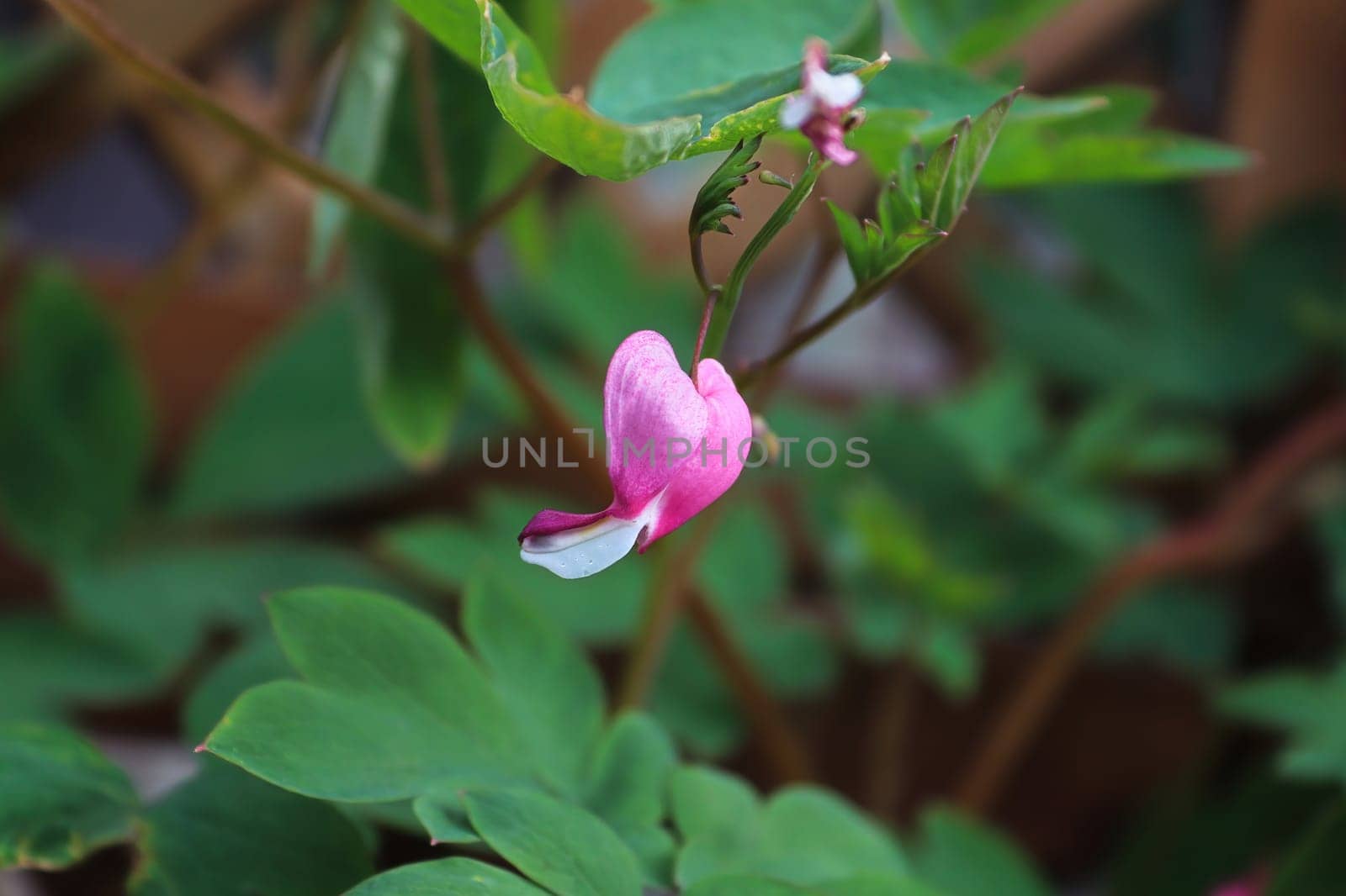 Closeup view of bleeding heart flowers blooming.