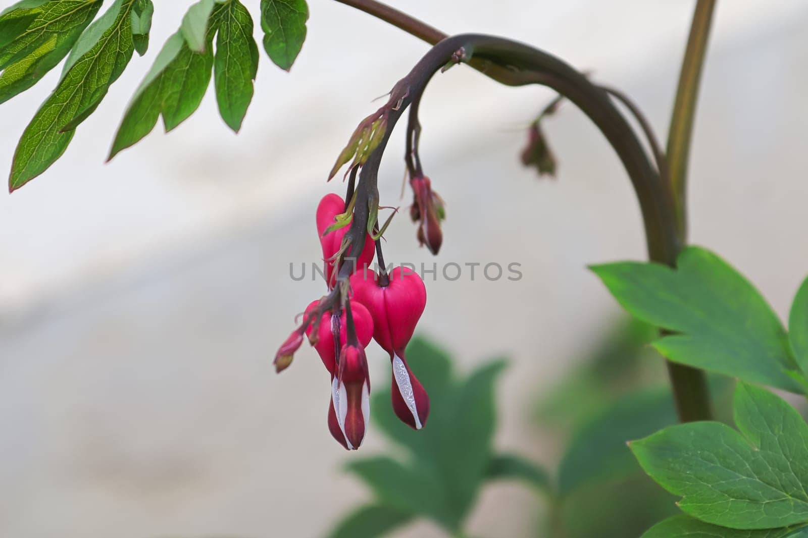 Closeup view of bleeding heart flowers blooming.