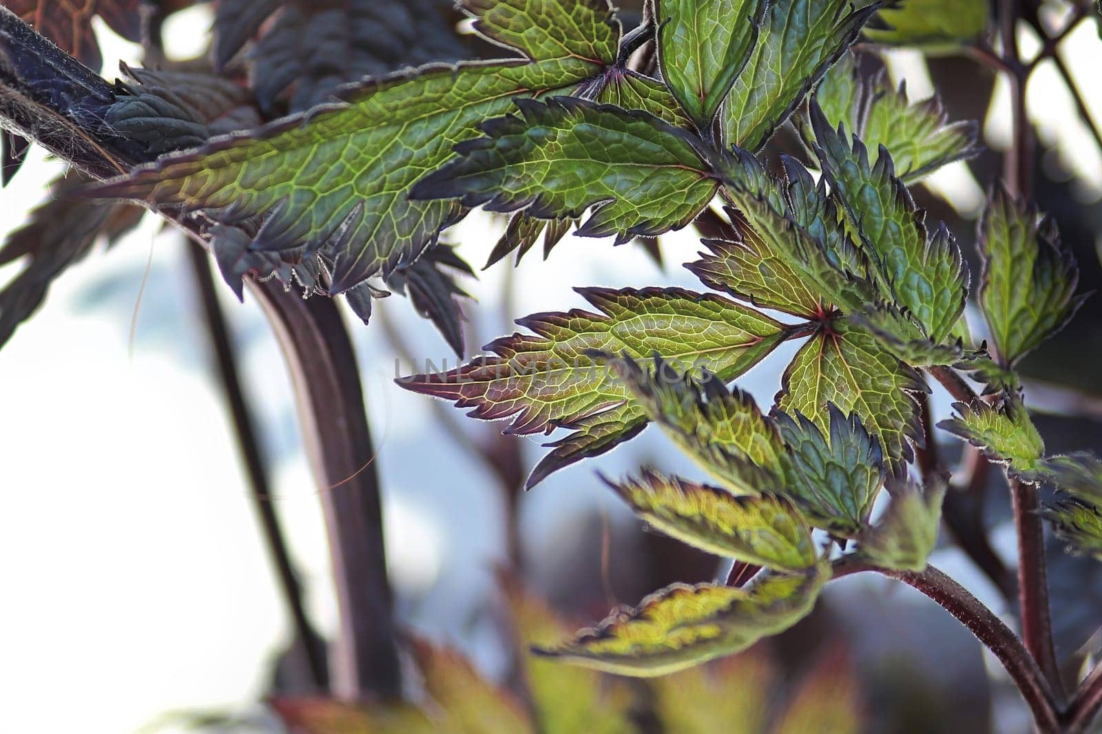 Bright veined leaves on a bugbane plant.