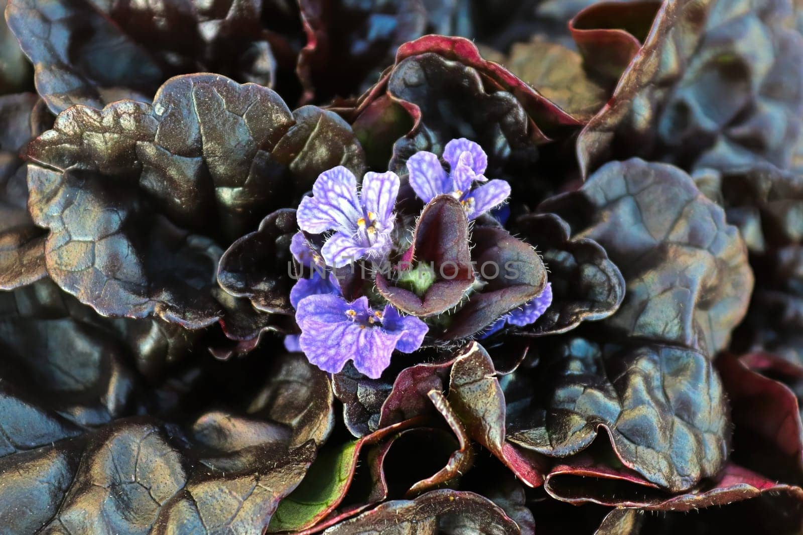 closeup of cluster of bugleweed trumpet shaped flowers.