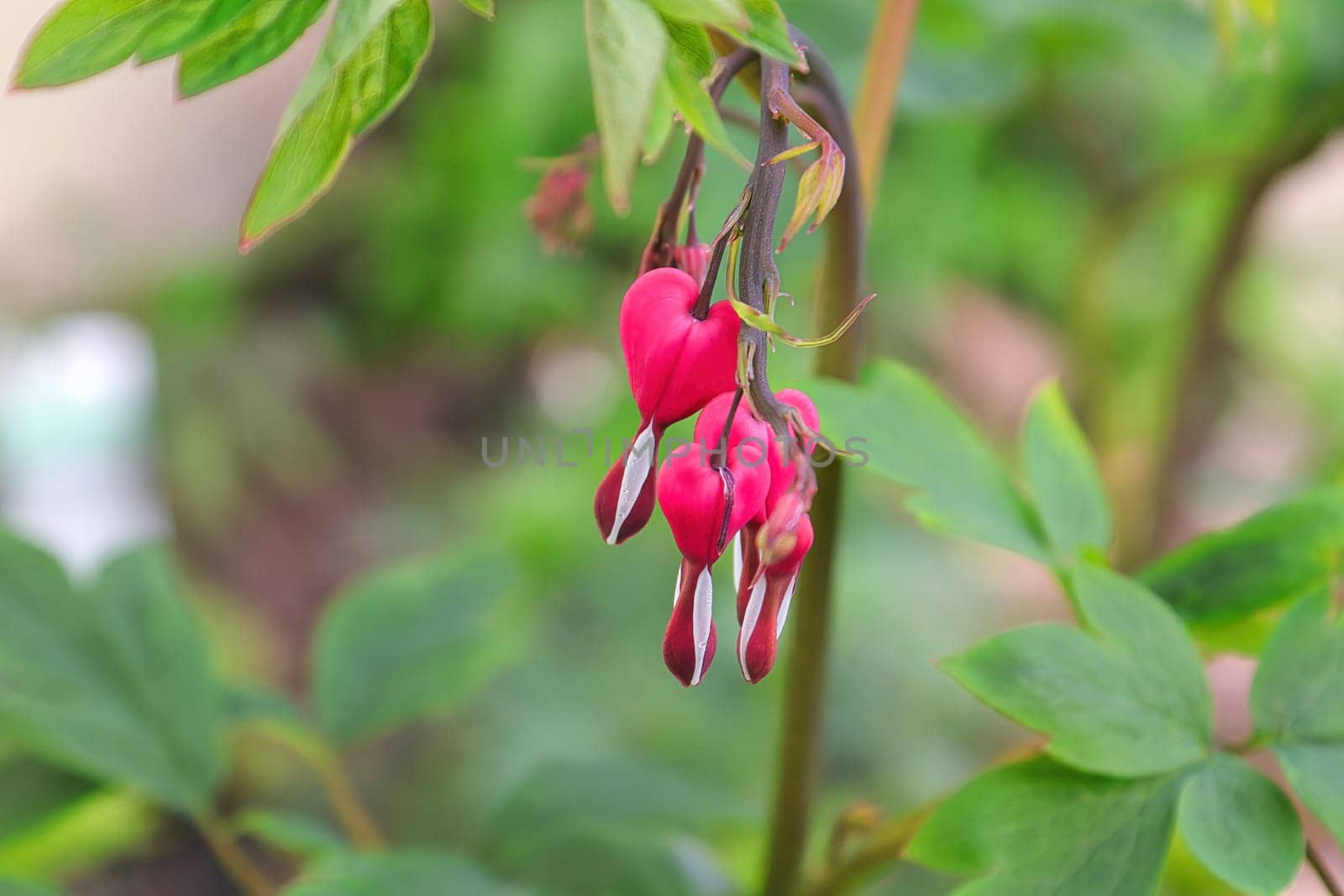 Closeup view of bleeding heart flowers blooming.