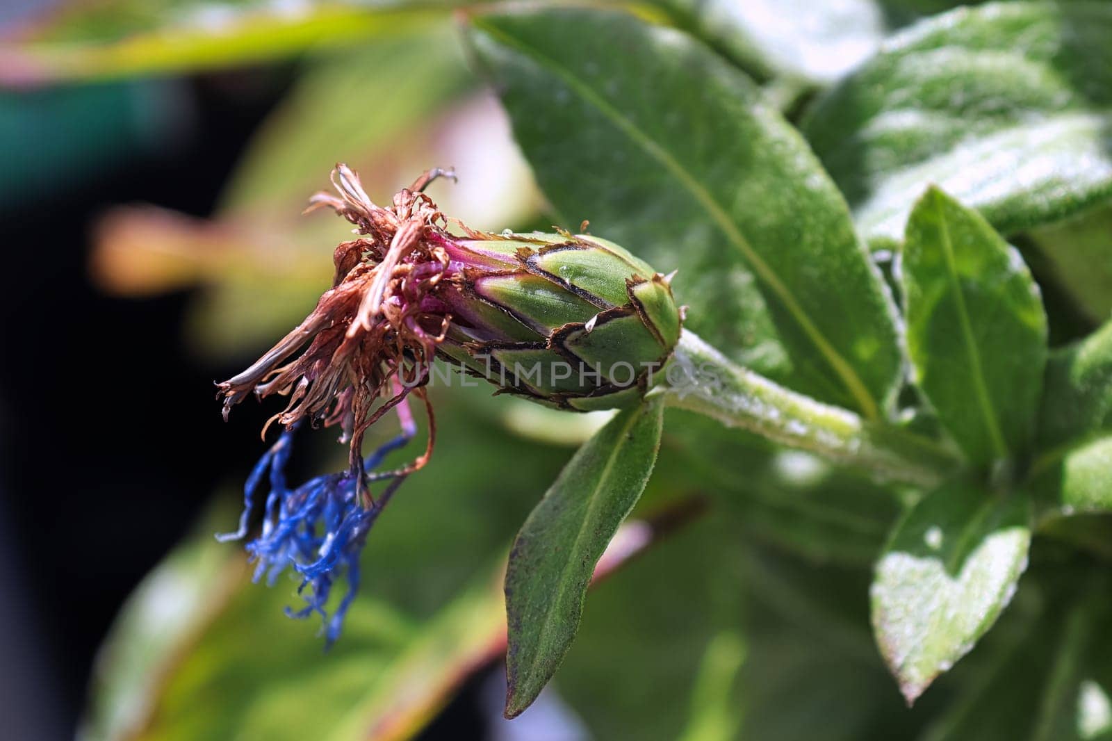 Spent knapweed flower with dried petals on a live plant.