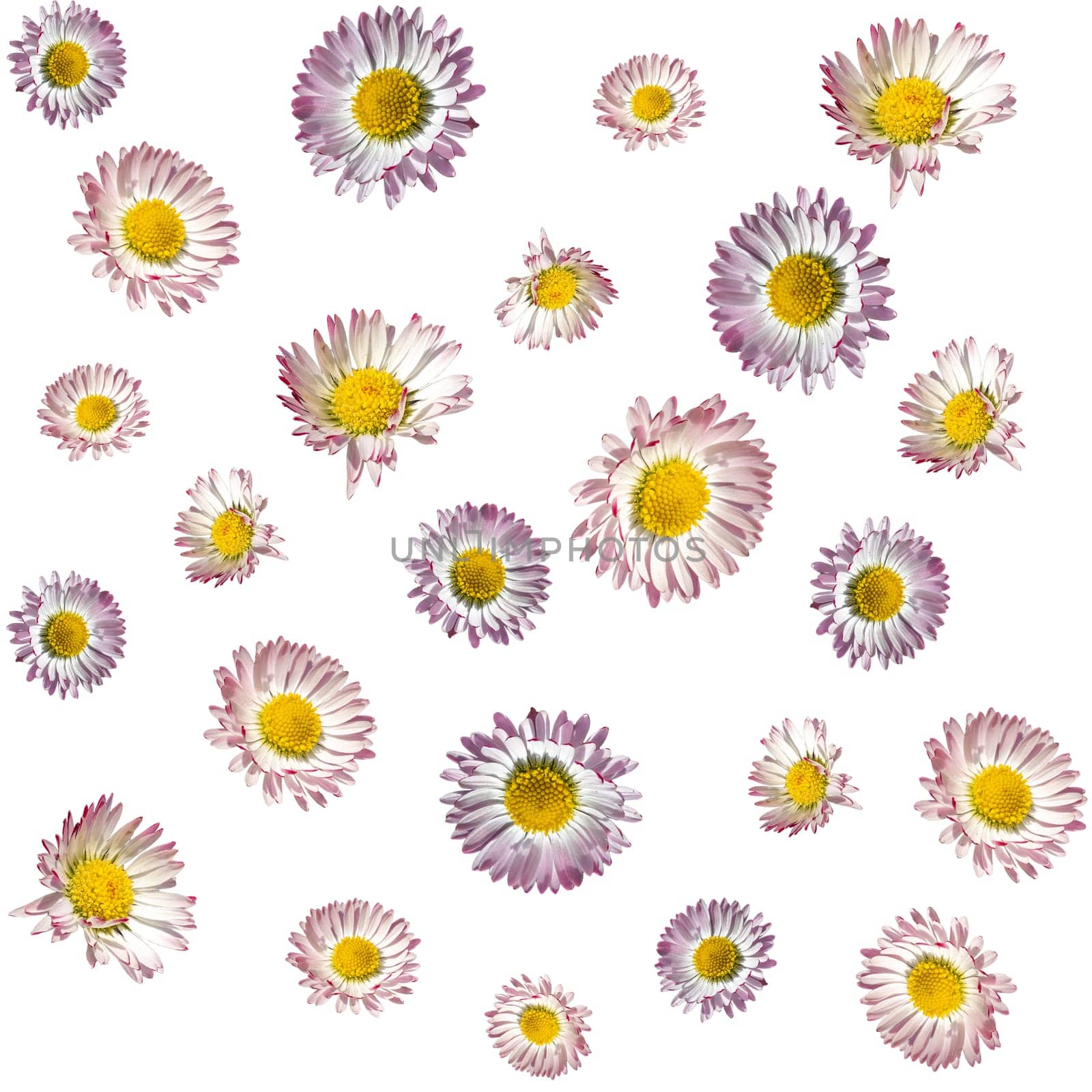 Texture with red white daisy flowers in different sizes isolated on white