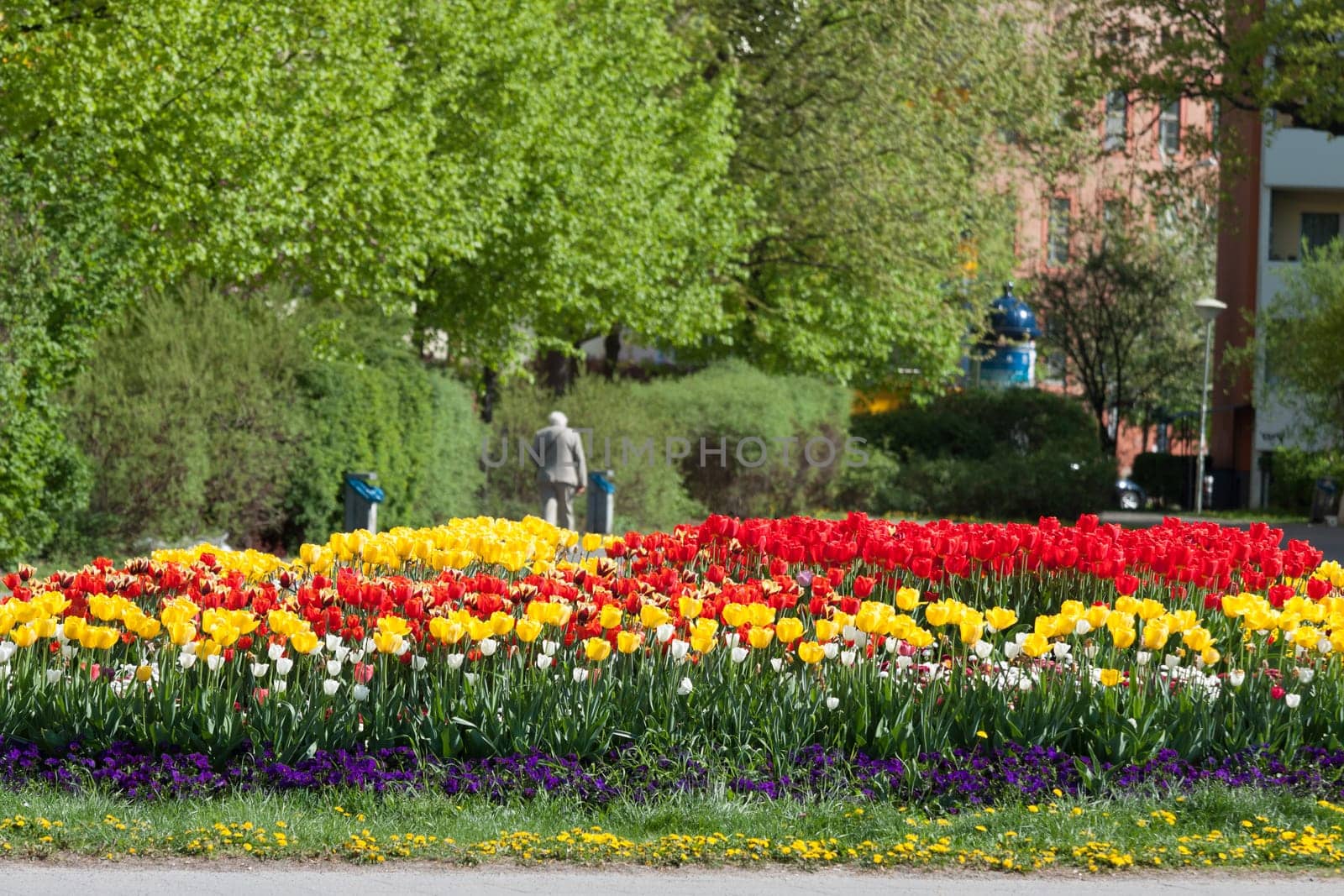 Tulip bed in the centre of Potsdam in the residential area
