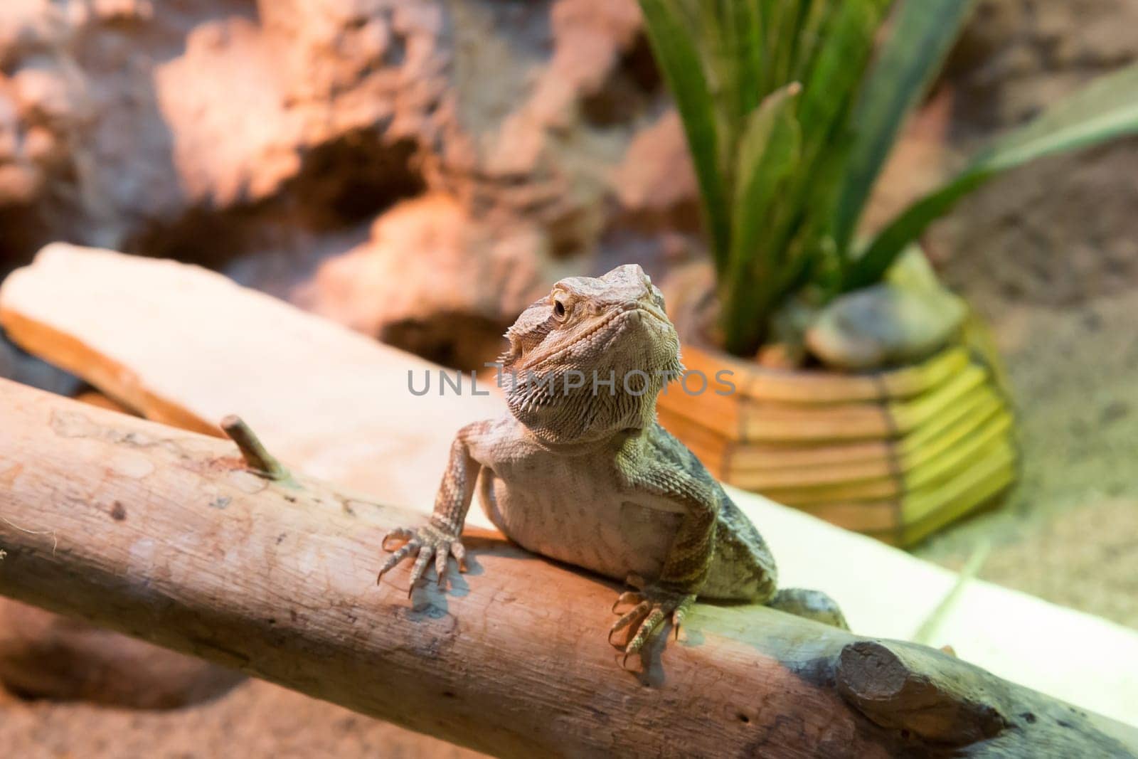 Bartagame sits on a branch in the terrarium