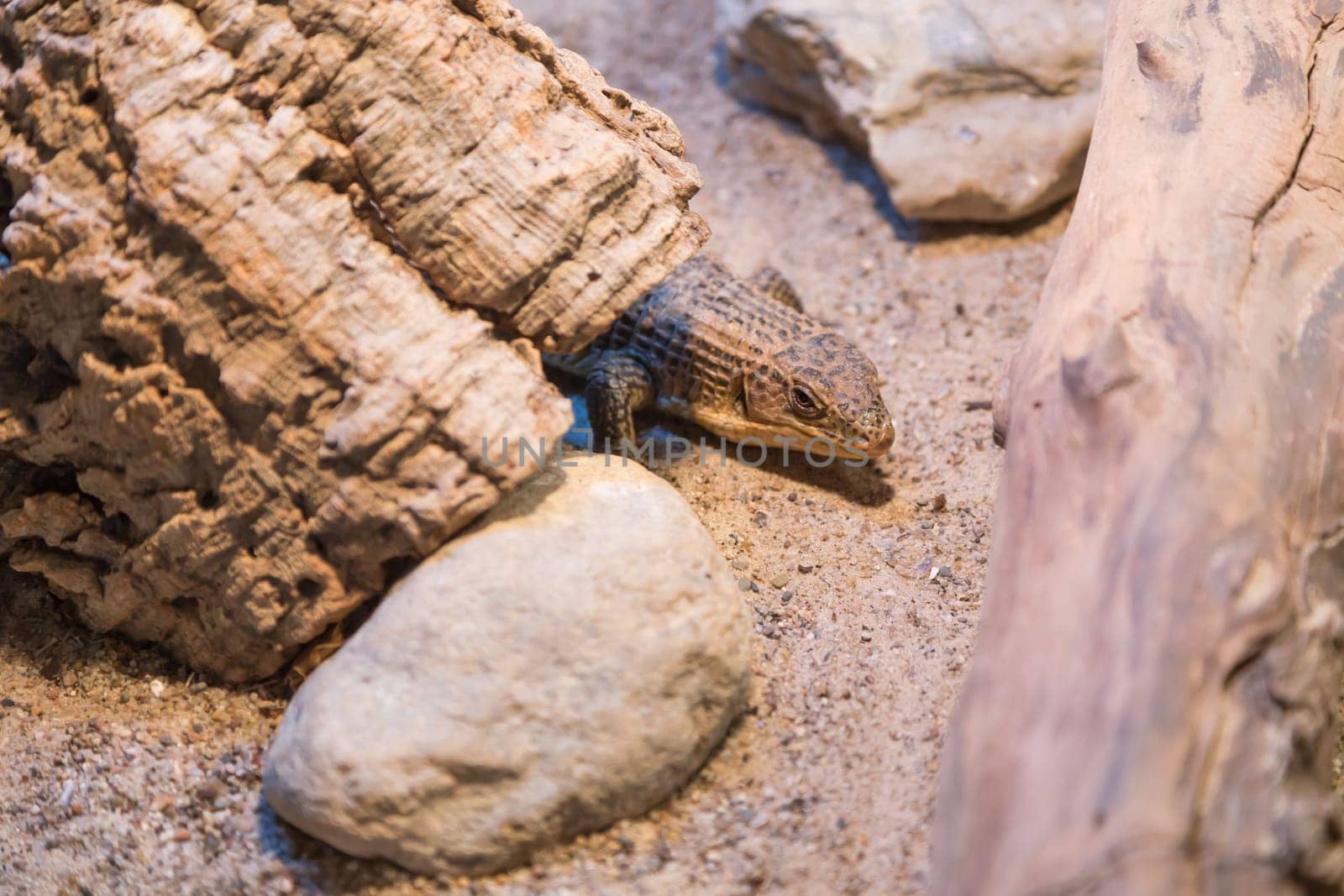 Lizard in terrarium with wood and stones