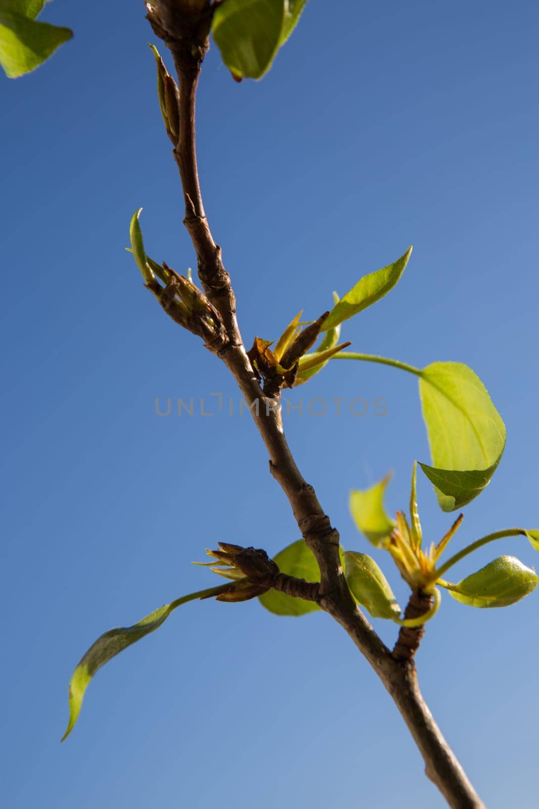 First green leaves on blue sky background. Spring time.