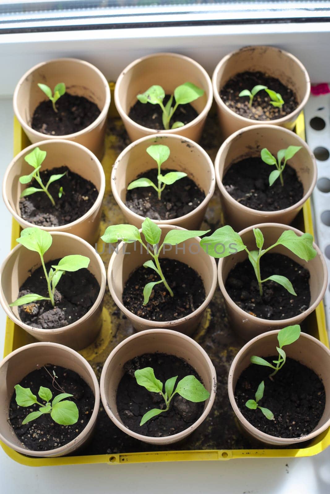 A bunch of baby plants growing inside of pots inside of a greenhouse nursery.