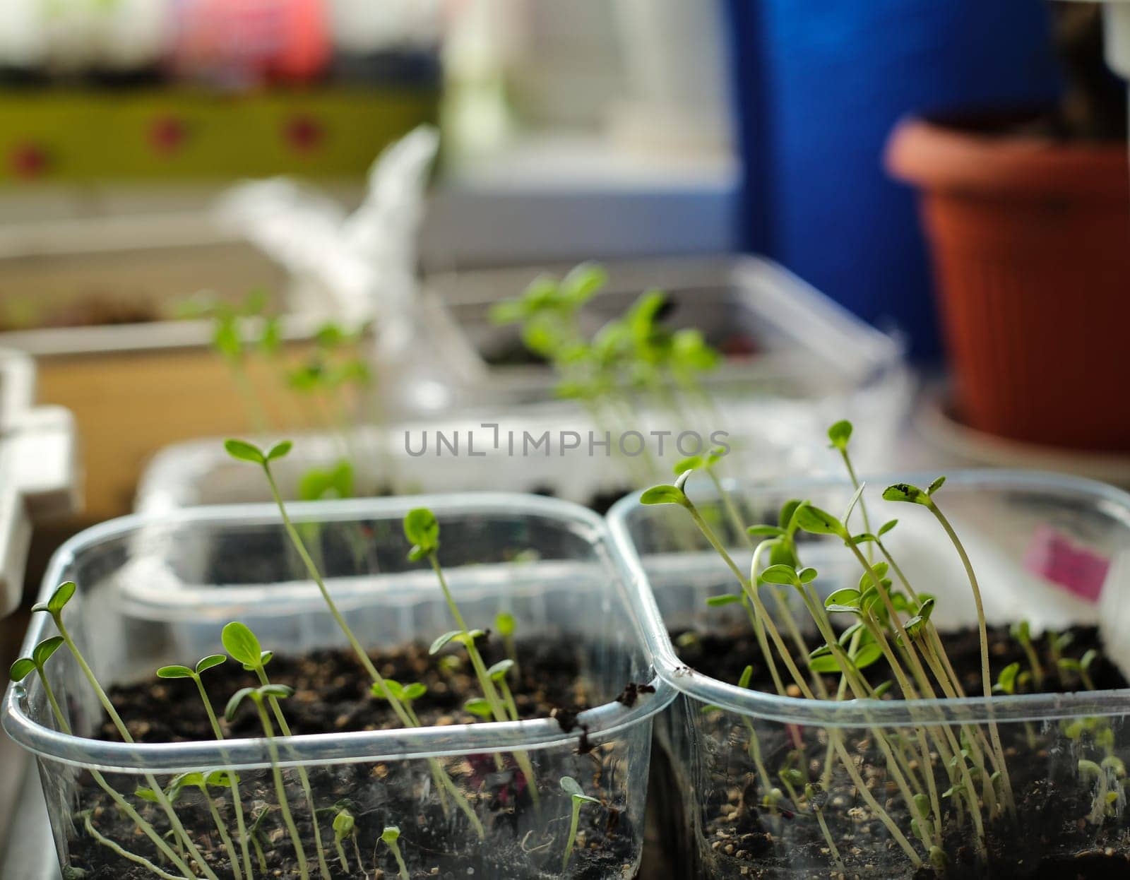 A bunch of baby plants growing inside of pots inside of a greenhouse nursery.