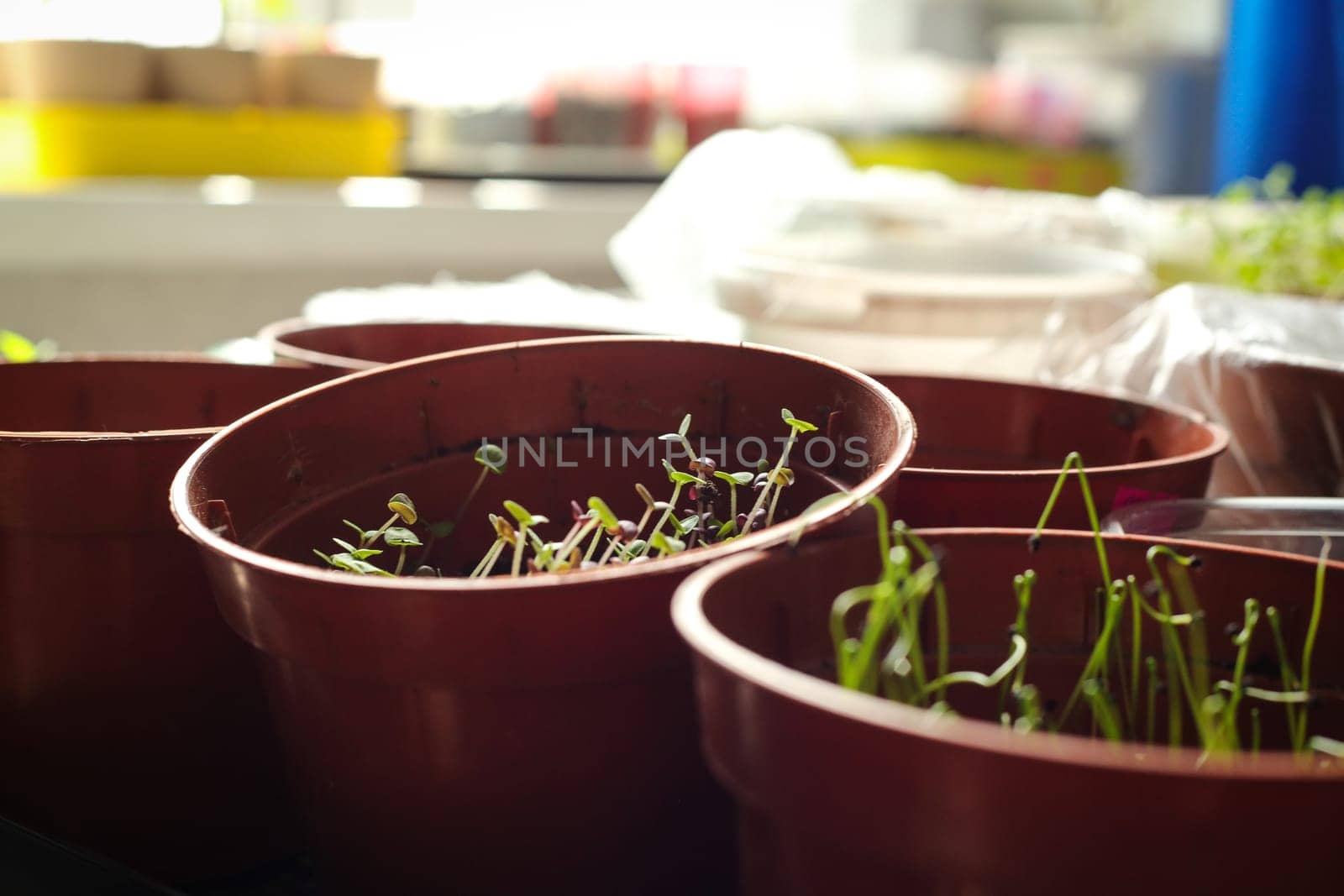 A bunch of baby plants growing inside of pots inside of a greenhouse nursery.