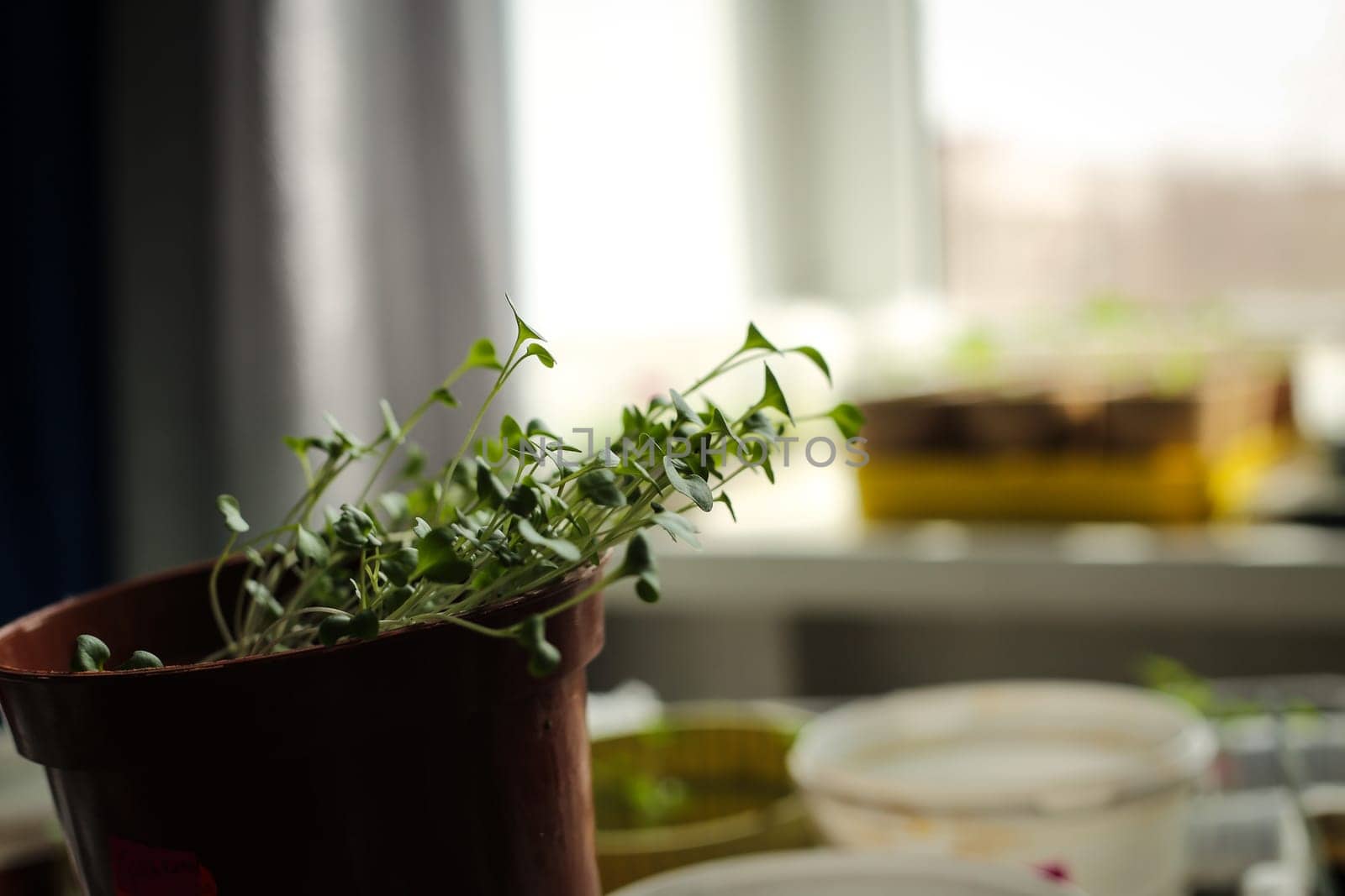 A bunch of baby plants growing inside of pots inside of a greenhouse nursery.