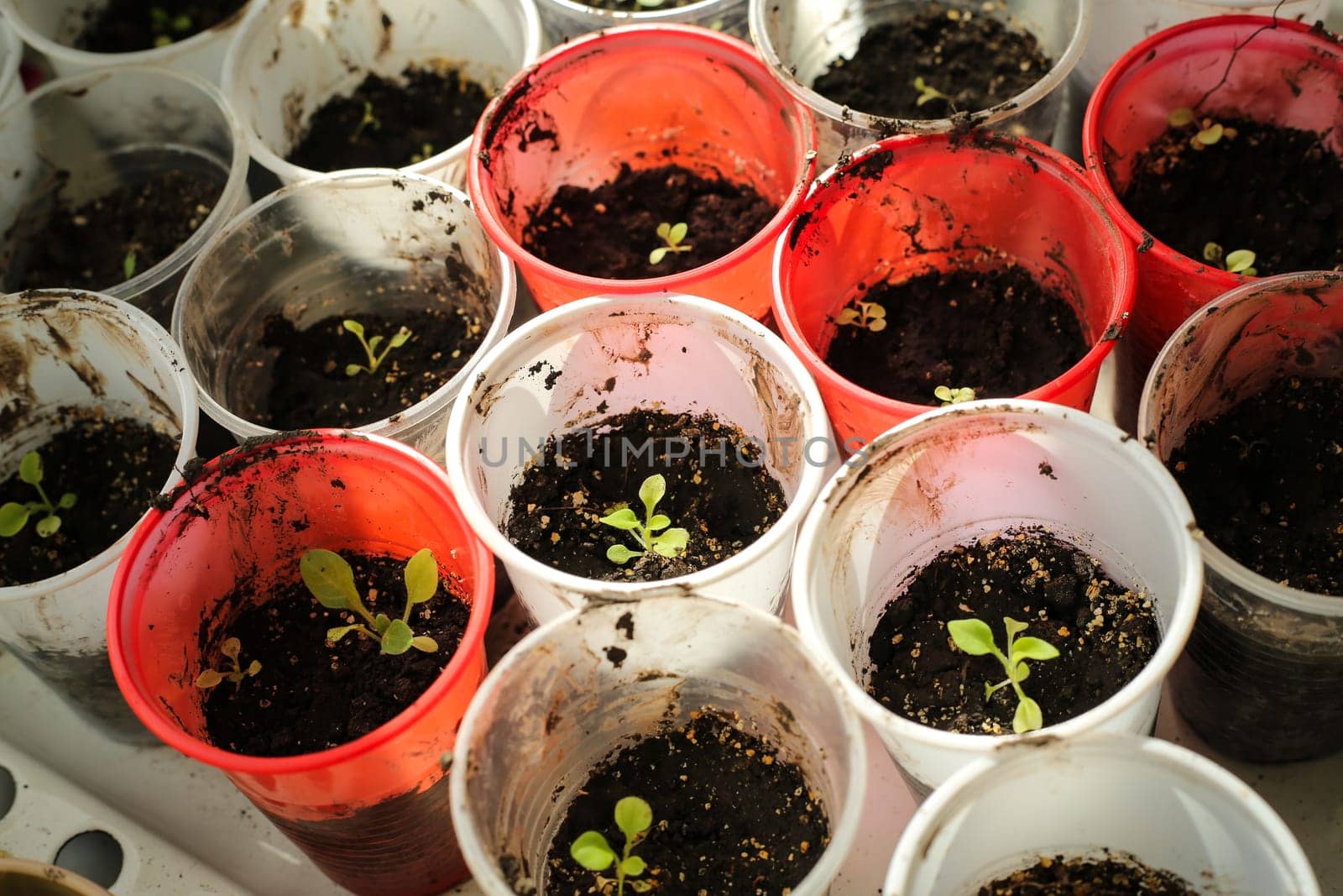 A bunch of baby plants growing inside of pots inside of a greenhouse nursery.