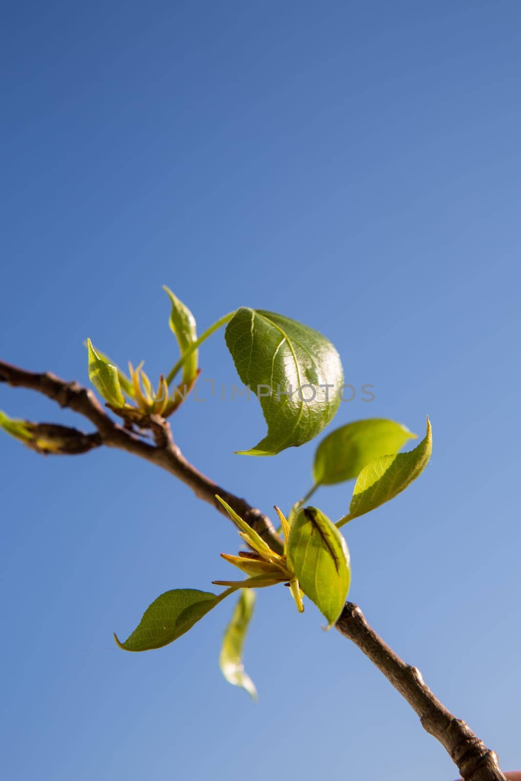 First green leaves on blue sky background. Spring time.