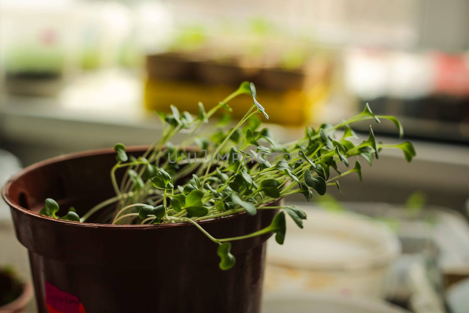 A bunch of baby plants growing inside of pots inside of a greenhouse nursery.