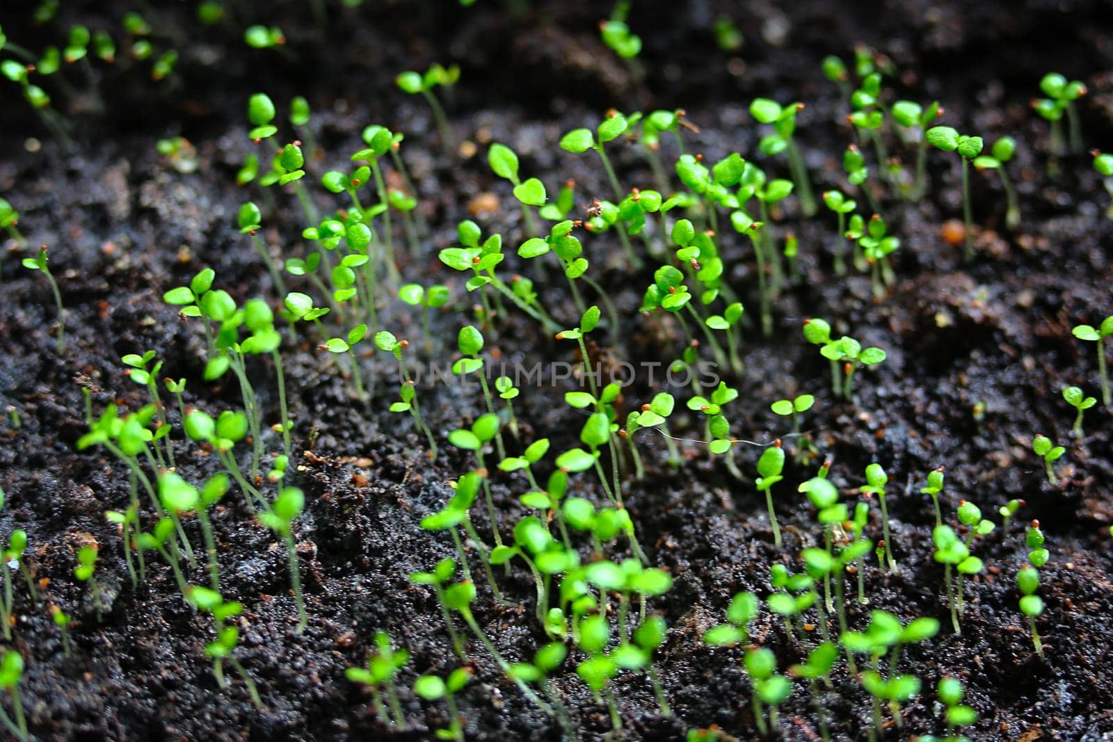 Close-up of green seedling growing out of soil
