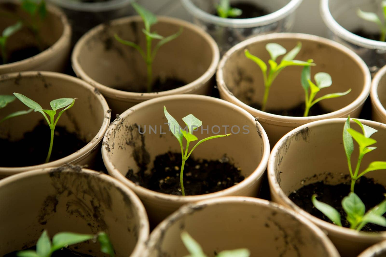 A bunch of baby plants growing inside of pots inside of a greenhouse nursery.