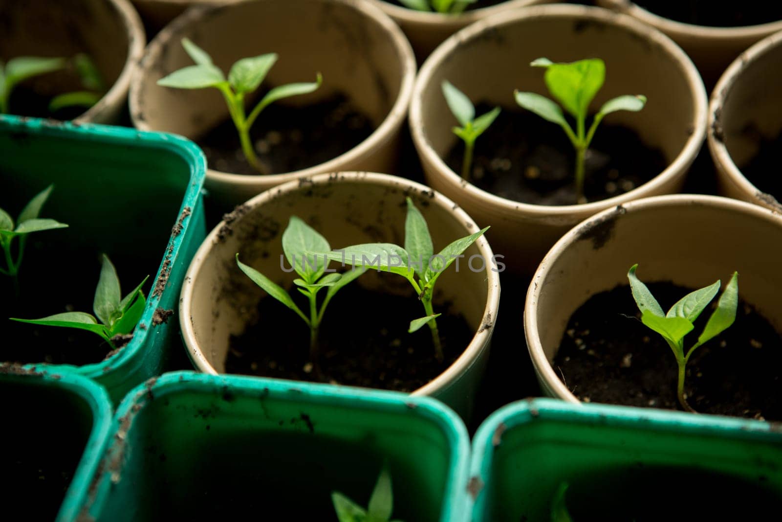 A bunch of baby plants growing inside of pots inside of a greenhouse nursery.