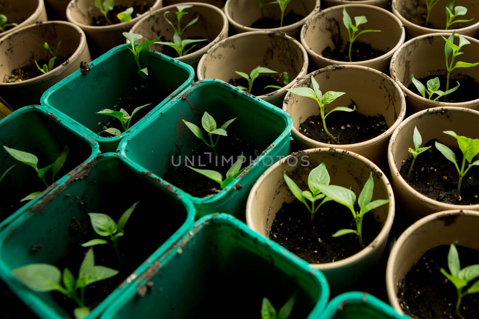 A bunch of baby plants growing inside of pots inside of a greenhouse nursery.