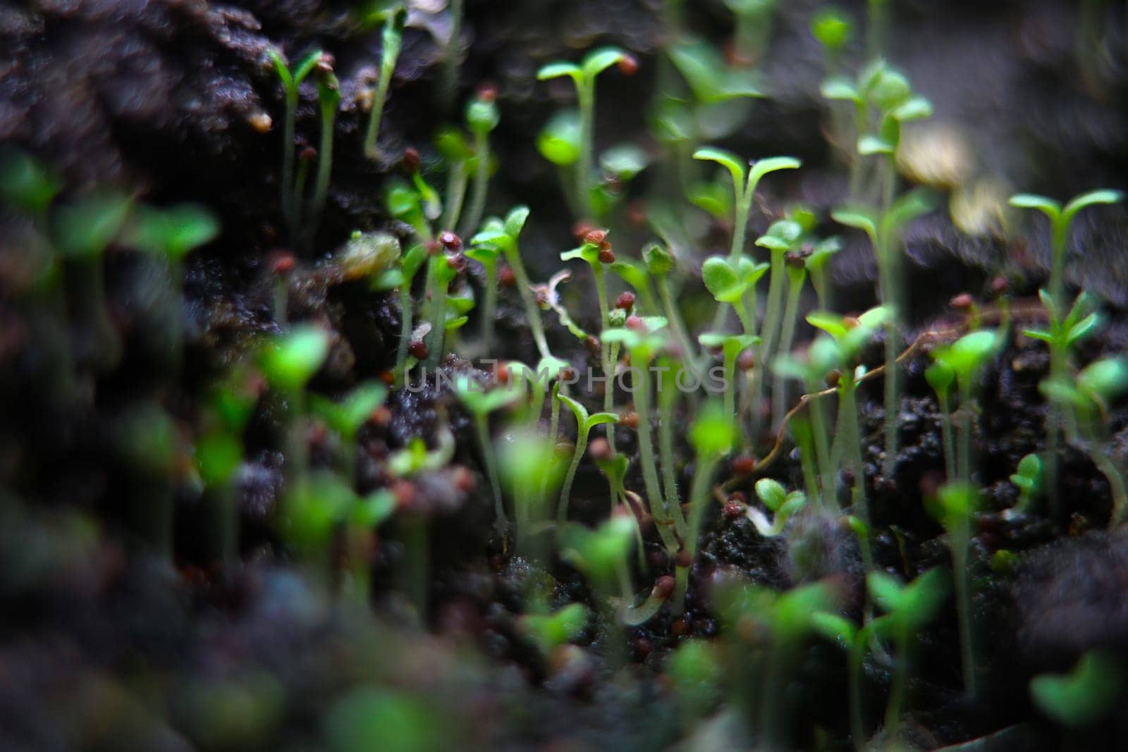 Close-up of green seedling growing out of soil