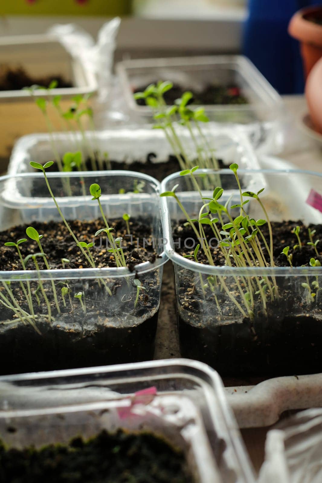 A bunch of baby plants growing inside of pots inside of a greenhouse nursery.