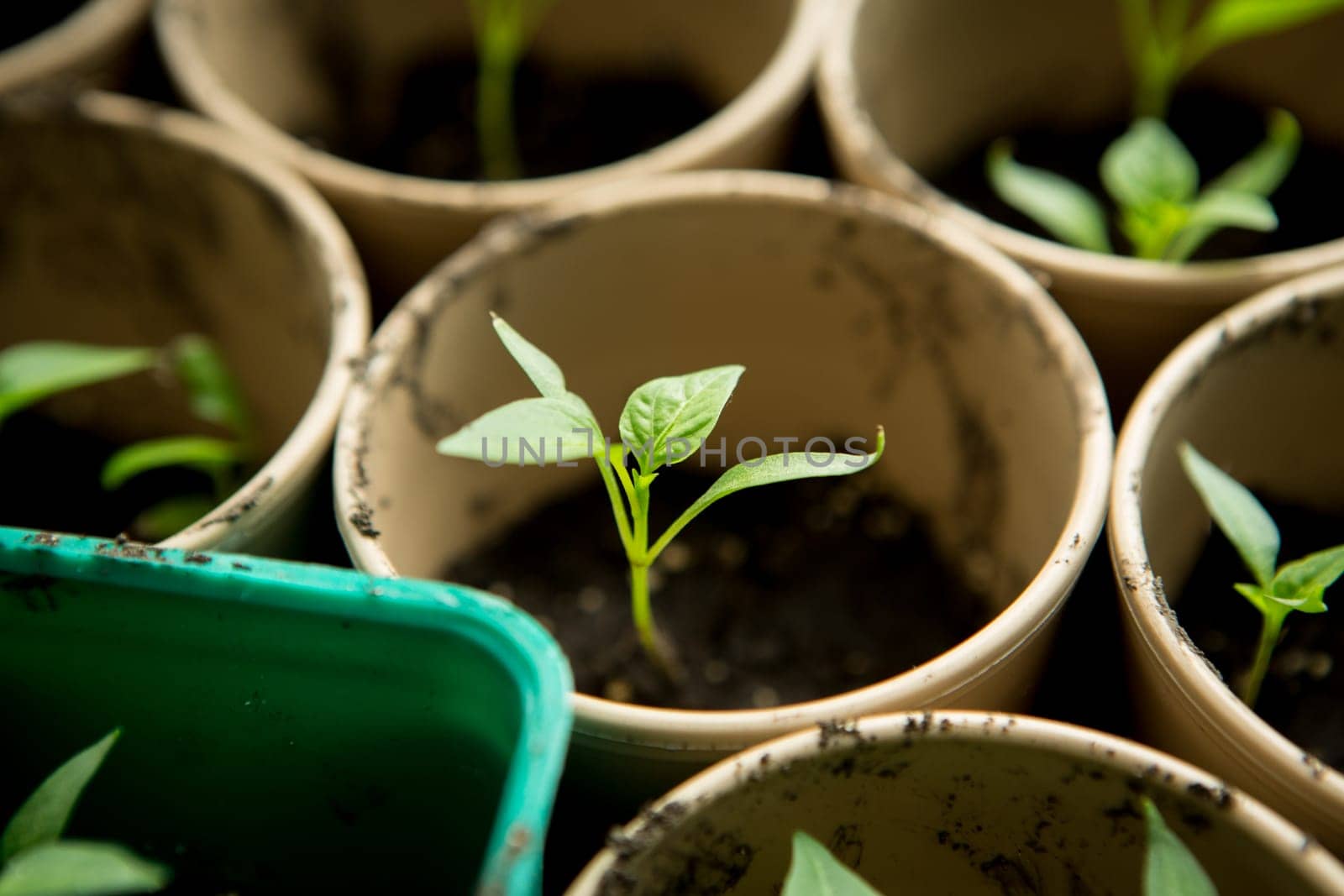 A bunch of baby plants growing inside of pots inside of a greenhouse nursery.