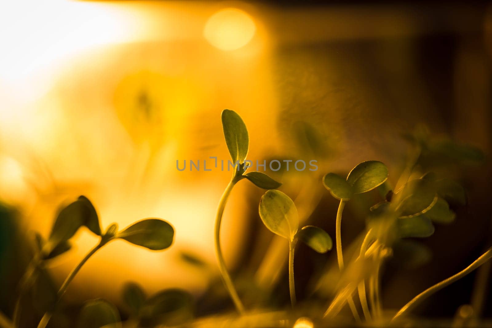 Green seedlings in new life concept