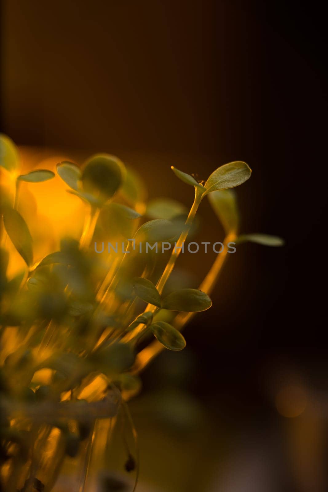 Green seedlings in new life concept