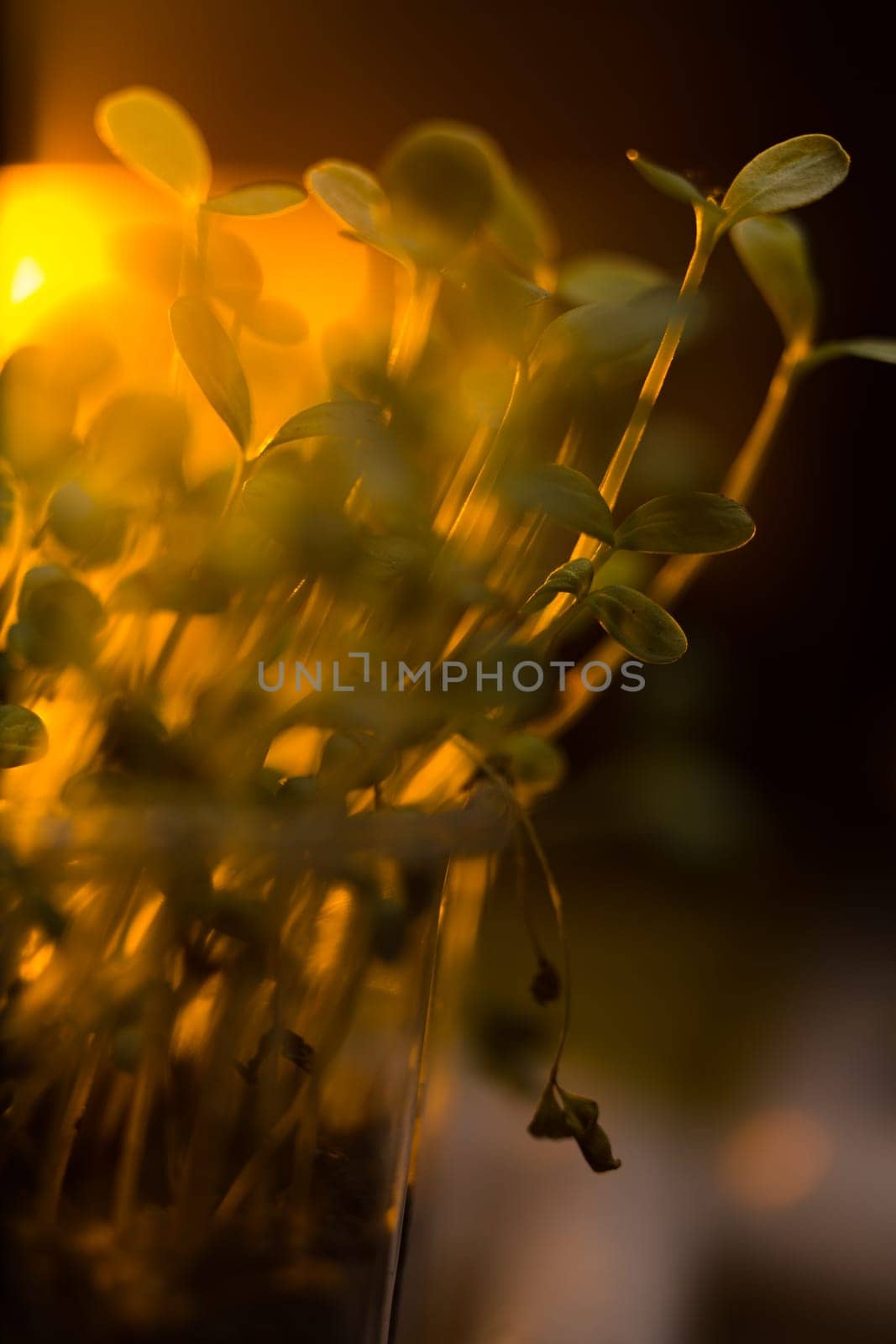Green seedlings in new life concept