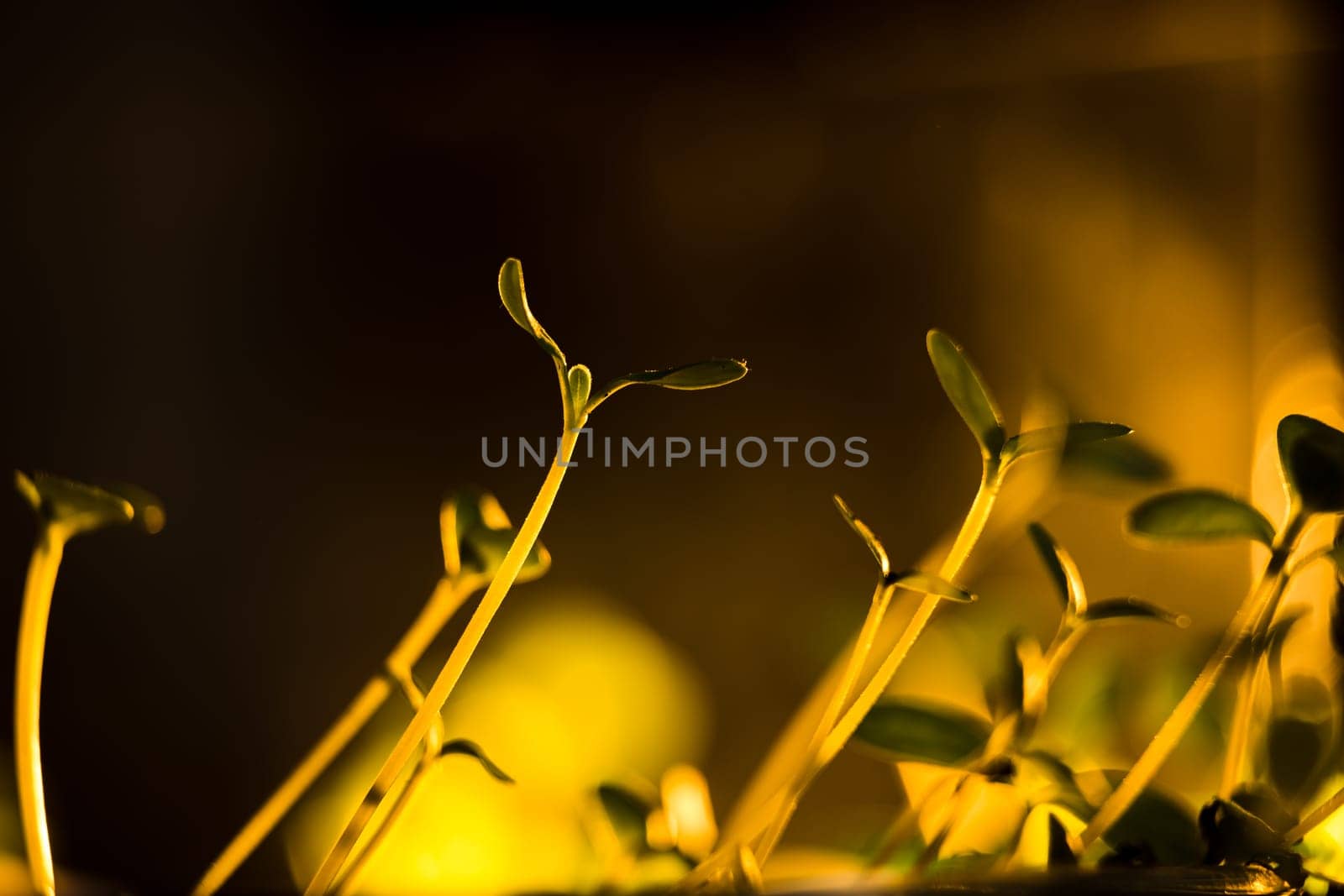 Green seedlings in new life concept
