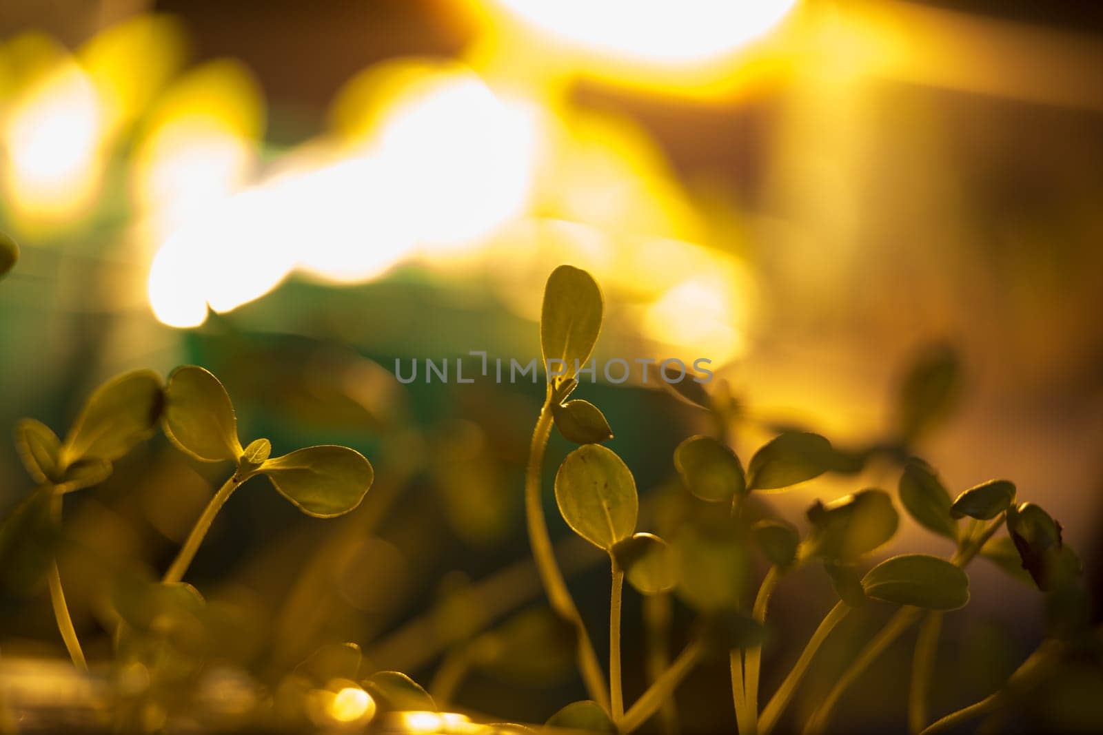 Green seedlings in new life concept
